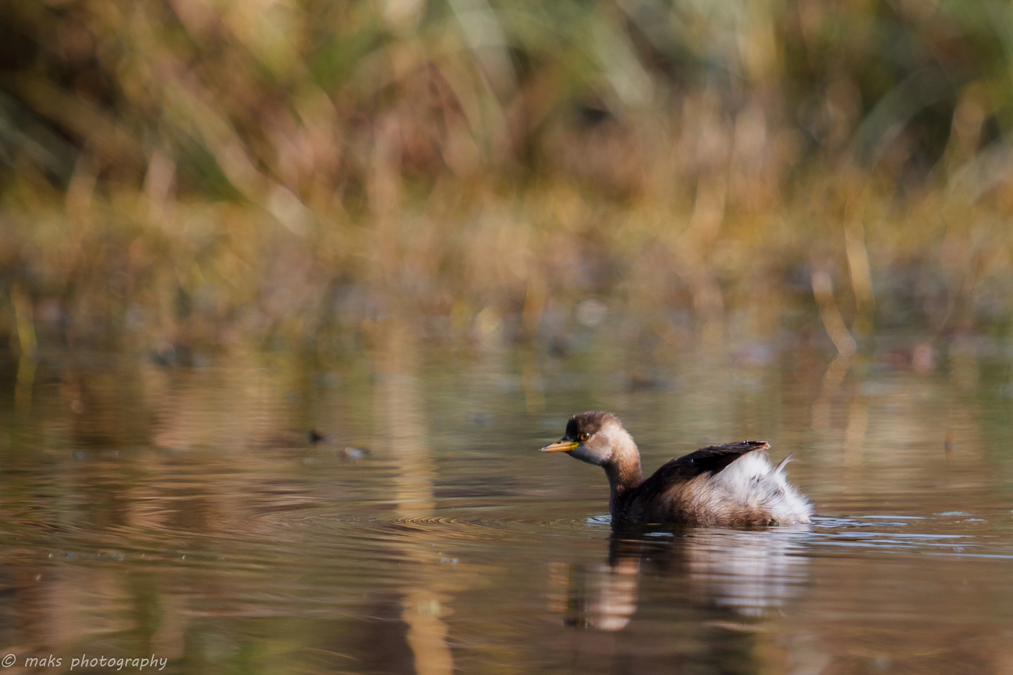Canon EF 100-400mm F4.5-5.6L IS USM sample photo. Little grebe photography