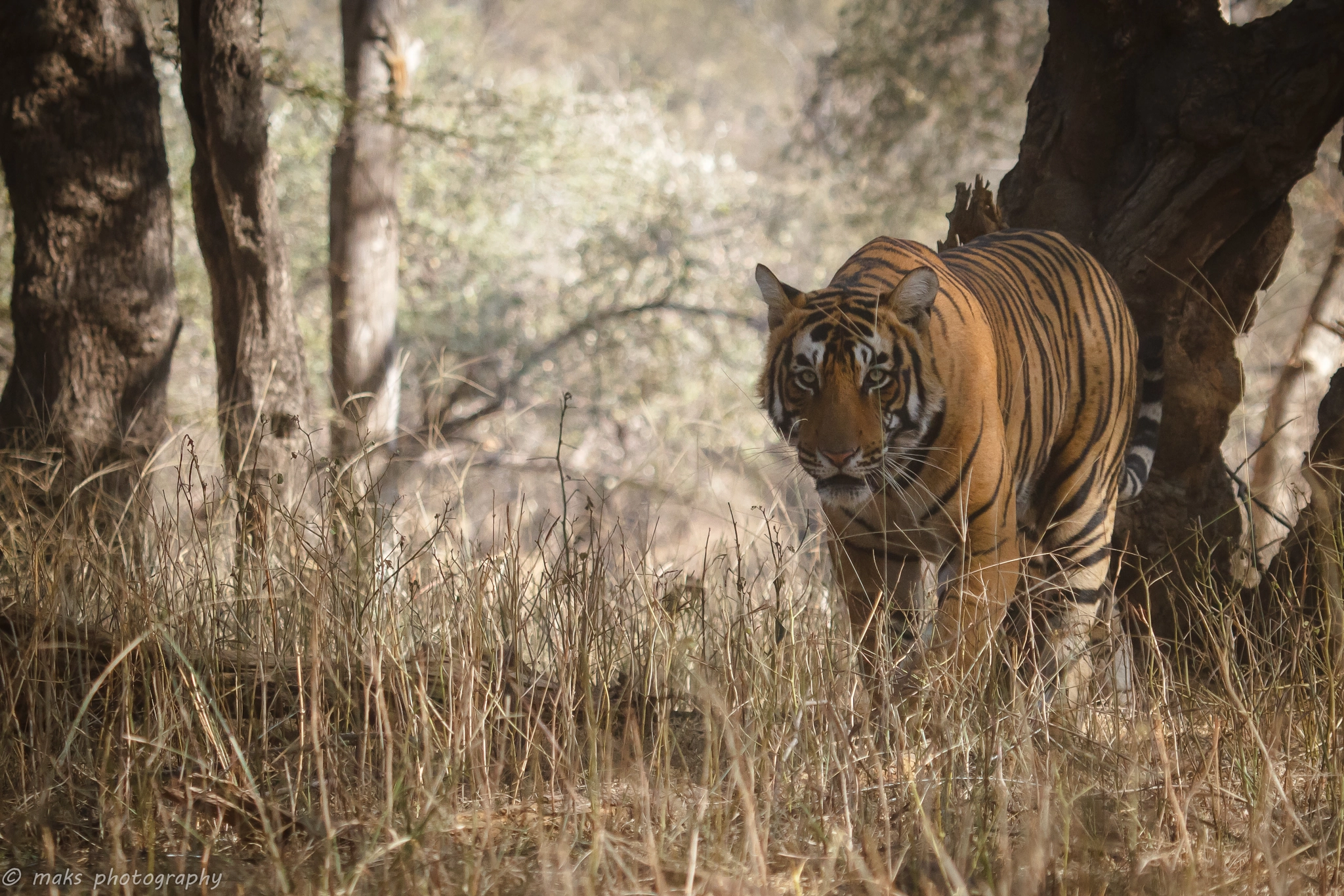 Canon EF 100-400mm F4.5-5.6L IS USM sample photo. Royal stare !!! photography