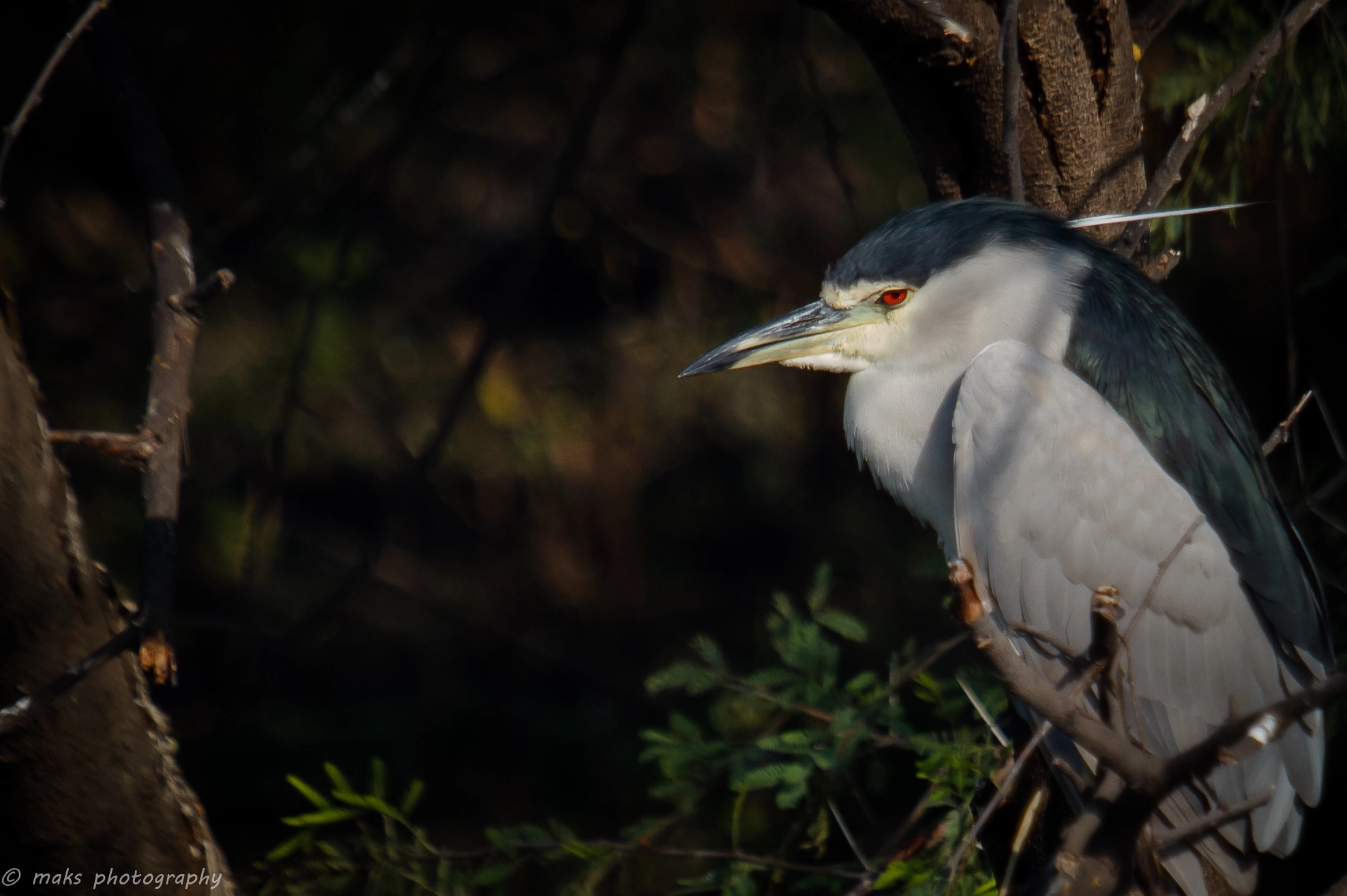 Canon EOS 550D (EOS Rebel T2i / EOS Kiss X4) + Canon EF 100-400mm F4.5-5.6L IS USM sample photo. Red eyes (black crowned night heron) photography