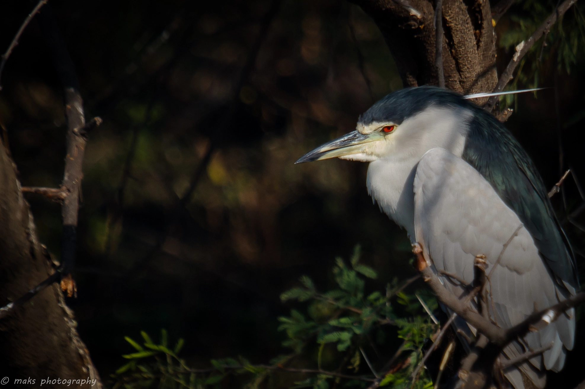 Canon EF 100-400mm F4.5-5.6L IS USM sample photo. Red eyes (black crowned night heron) photography