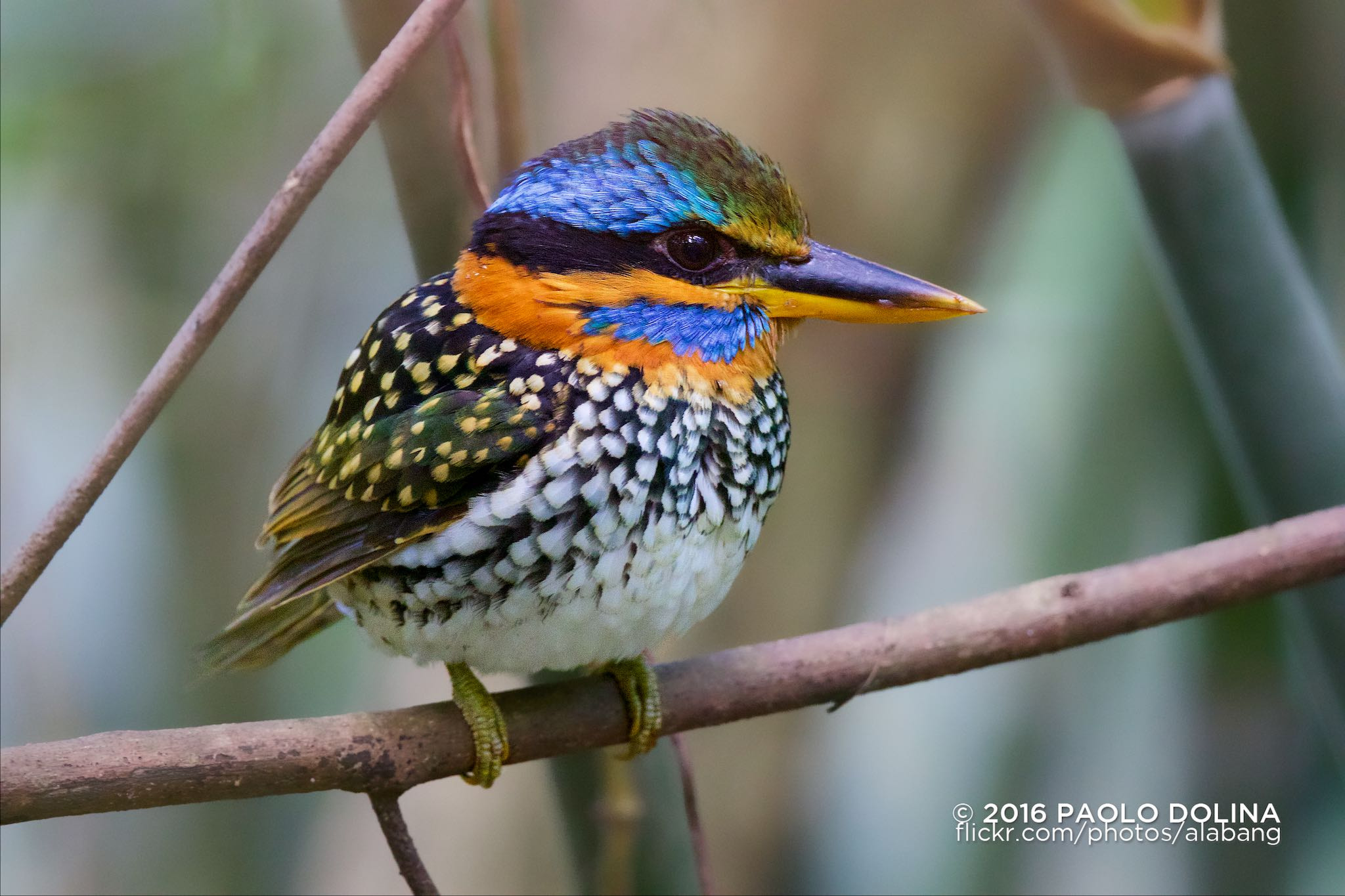 Canon EF 800mm F5.6L IS USM sample photo. Spotted wood kingfisher (actenoides lindsayi) photography