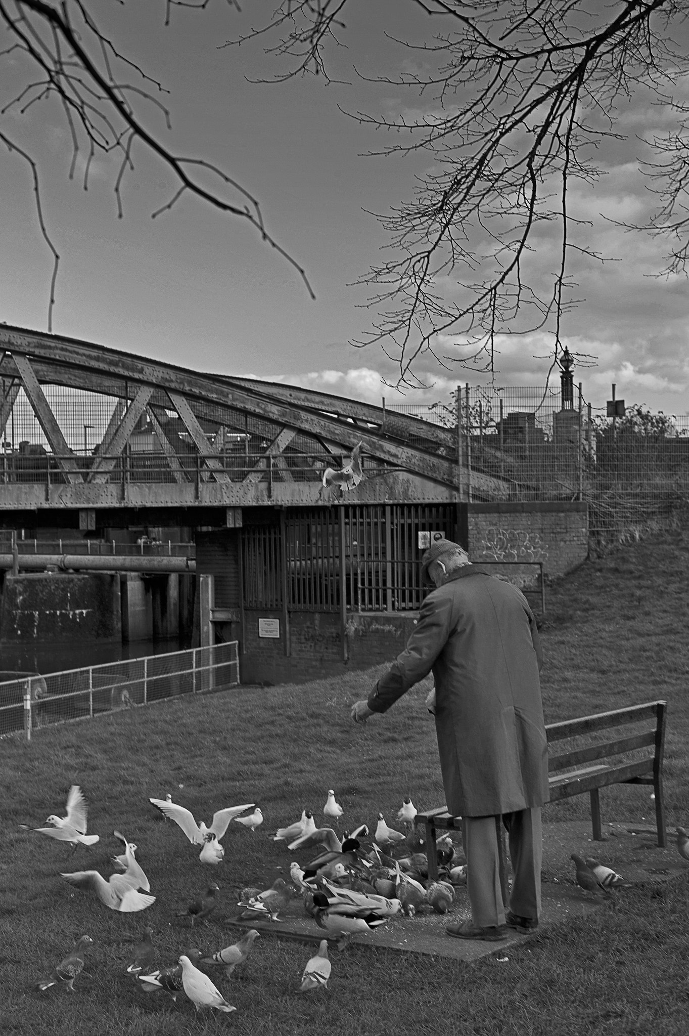 Leica Summarit-M 50mm F2.5 sample photo. Old man feeding birds along the river in boston,  uk. park bench. train brige. black and... photography