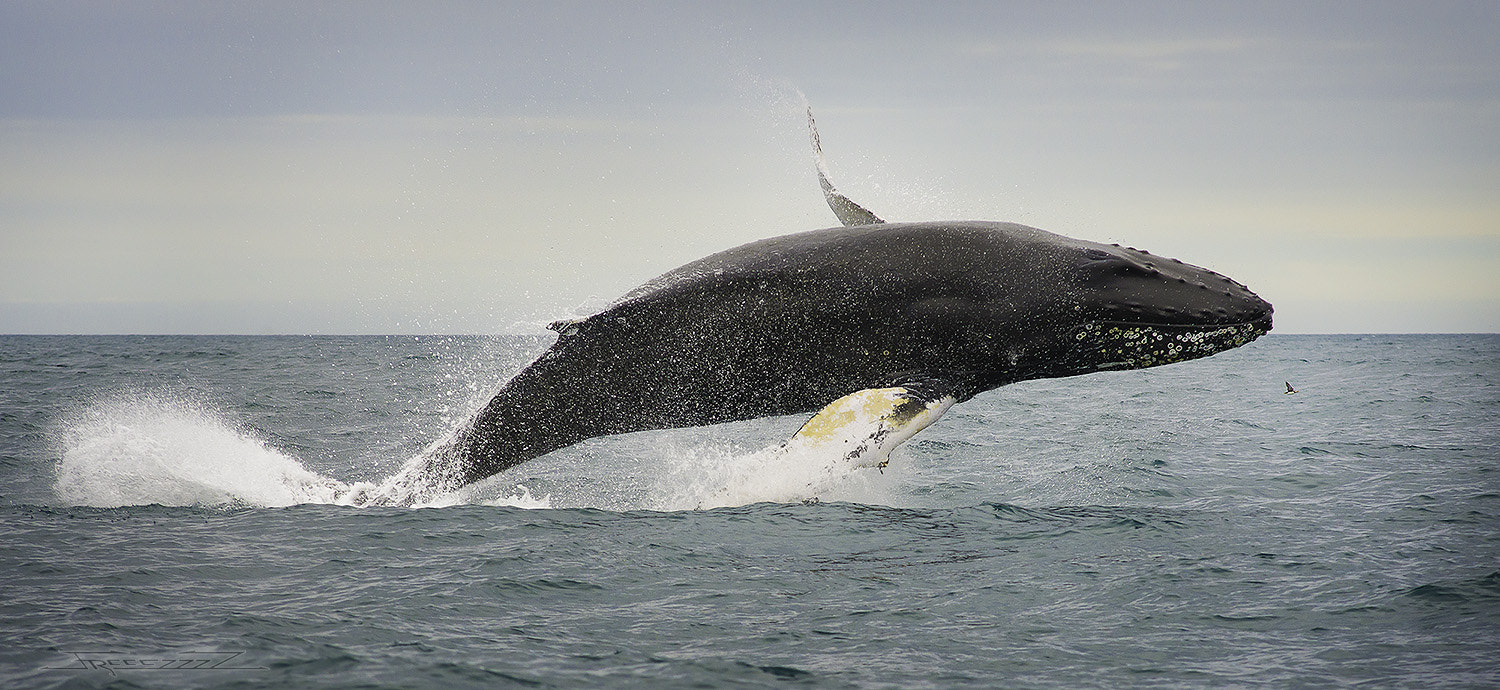 Nikon D800 + AF Nikkor 180mm f/2.8 IF-ED sample photo. Whale and bird photography