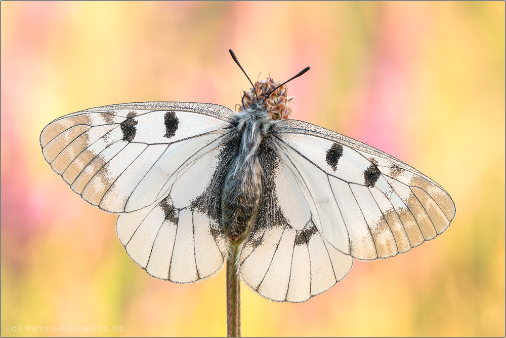 Sigma 150mm f/2.8 EX DG OS HSM APO Macro sample photo. Parnassius mnemosyne photography