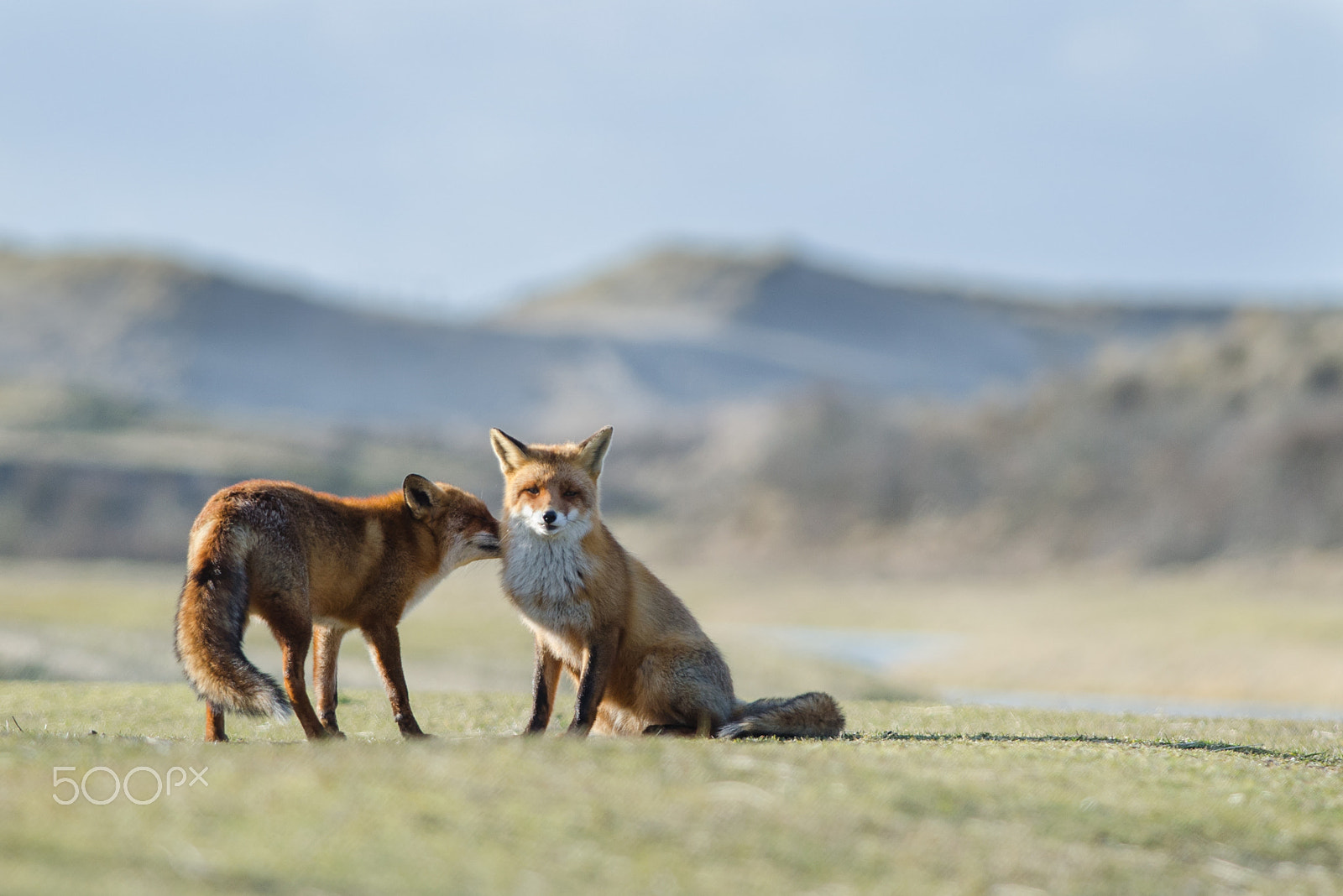 Nikon D5100 + Nikon AF-S Nikkor 300mm F4D ED-IF sample photo. Foxes in love photography