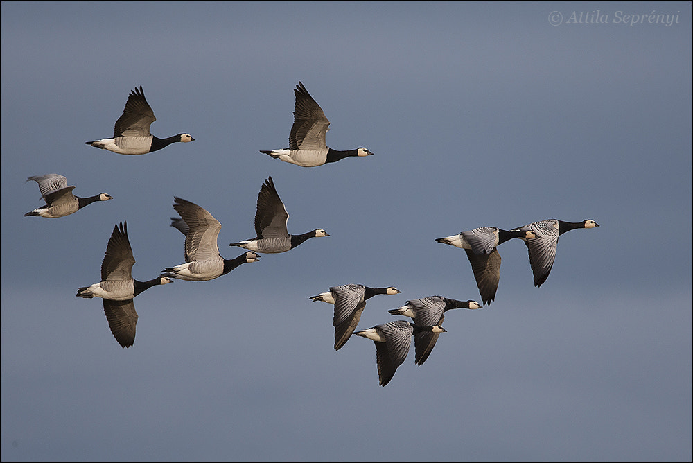 Canon EOS-1D Mark III + Canon EF 500mm F4L IS USM sample photo. Barnacle goose photography