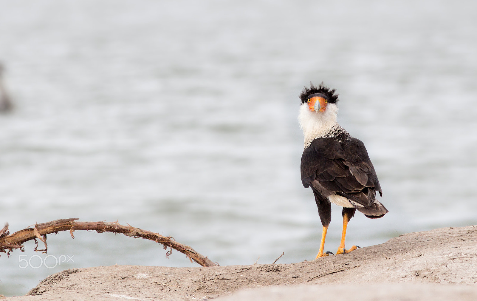 Canon EF 300mm F4L IS USM sample photo. Crested caracara photography