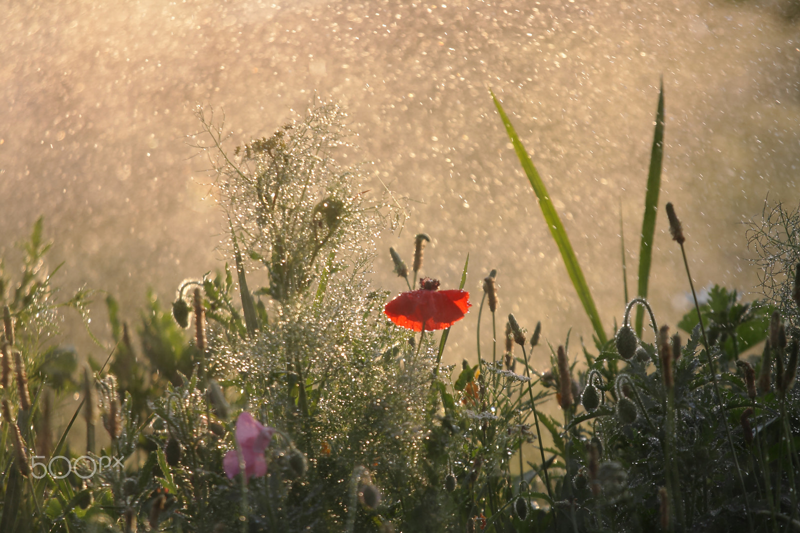 Canon EOS 1000D (EOS Digital Rebel XS / EOS Kiss F) sample photo. Orange poppy photography