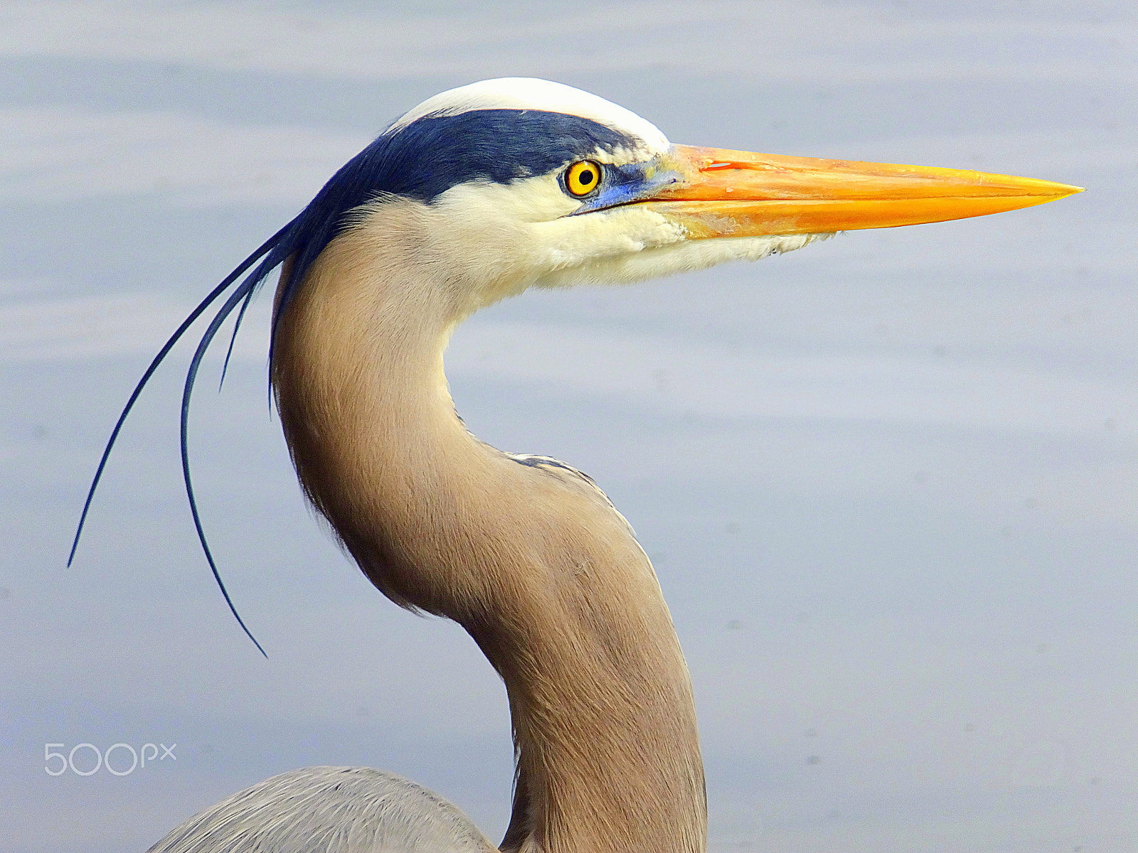 Fujifilm FinePix F850EXR sample photo. Great blue heron photography