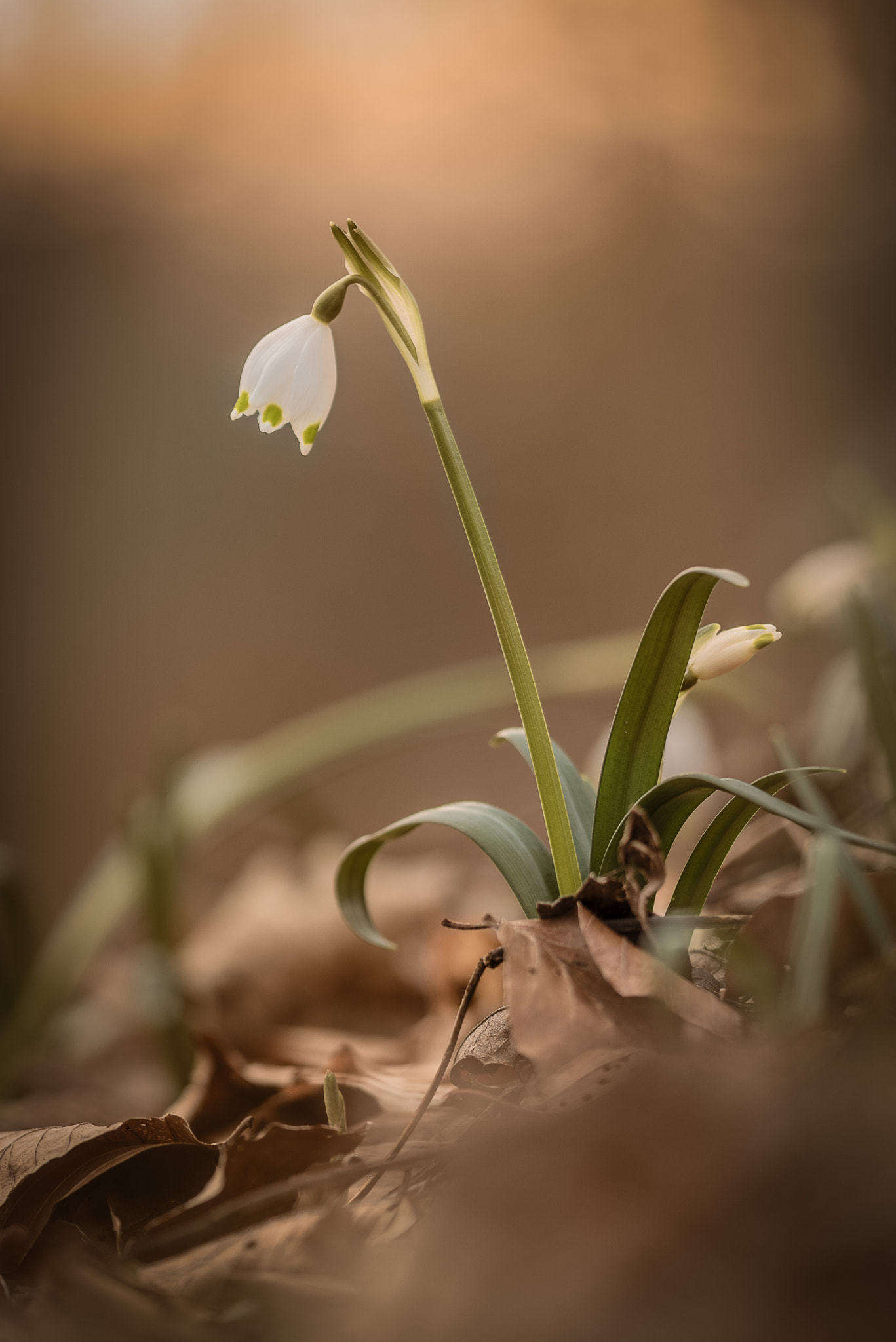 Sigma 150mm F2.8 EX DG Macro HSM sample photo. Märzenbecher photography