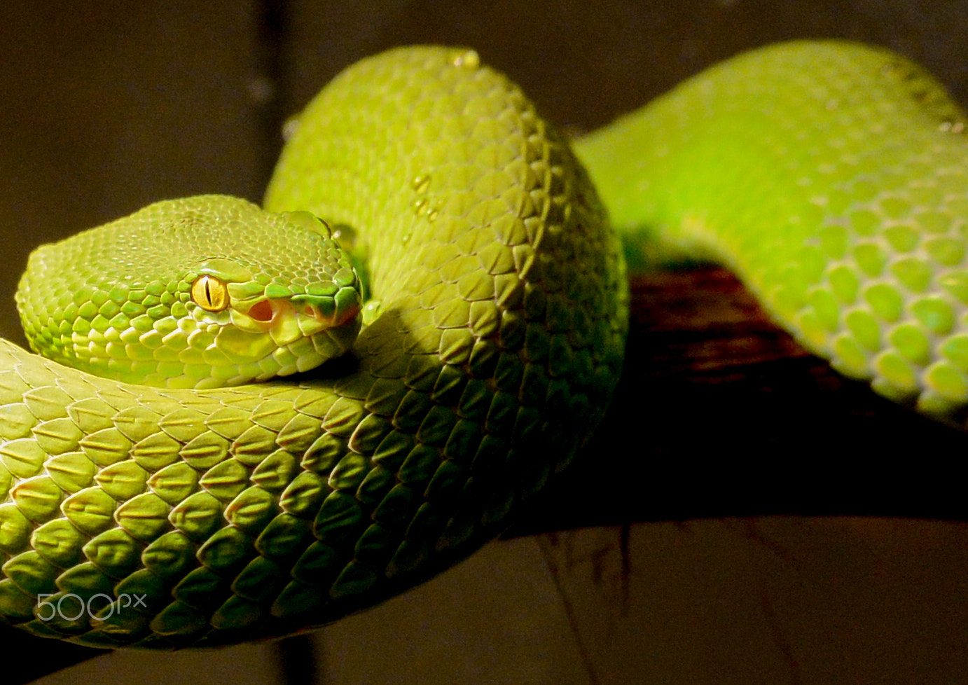 Nikon 1 Nikkor VR 30-110mm F3.8-5.6 sample photo. Pitviper photography