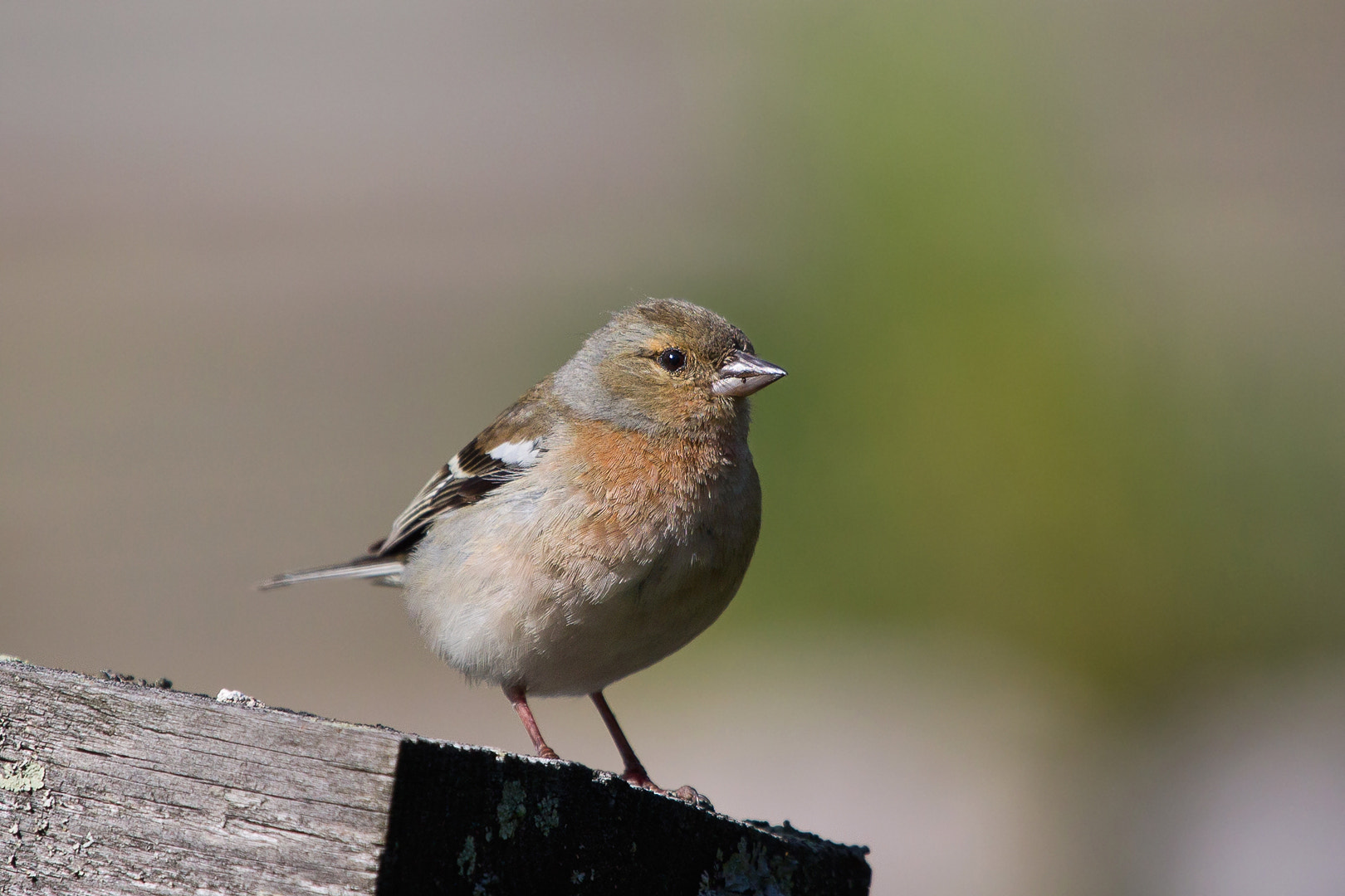Canon EF 100-400mm F4.5-5.6L IS USM sample photo. Common chaffinch (female) photography