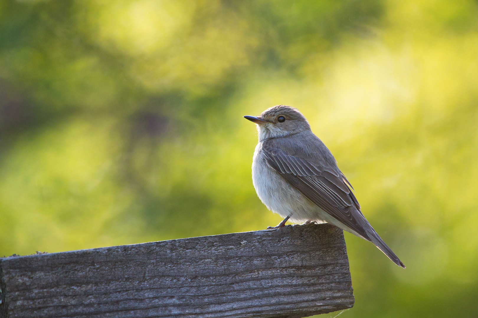Canon EF 100-400mm F4.5-5.6L IS USM sample photo. Spotted flycatcher photography
