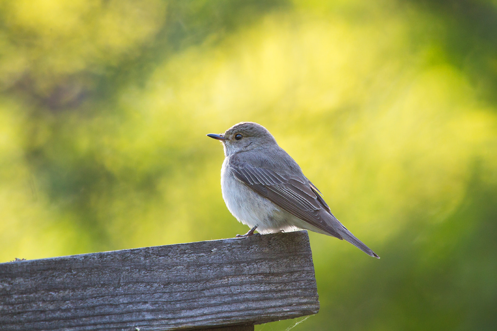 Canon EF 100-400mm F4.5-5.6L IS USM sample photo. Spotted flycatcher photography