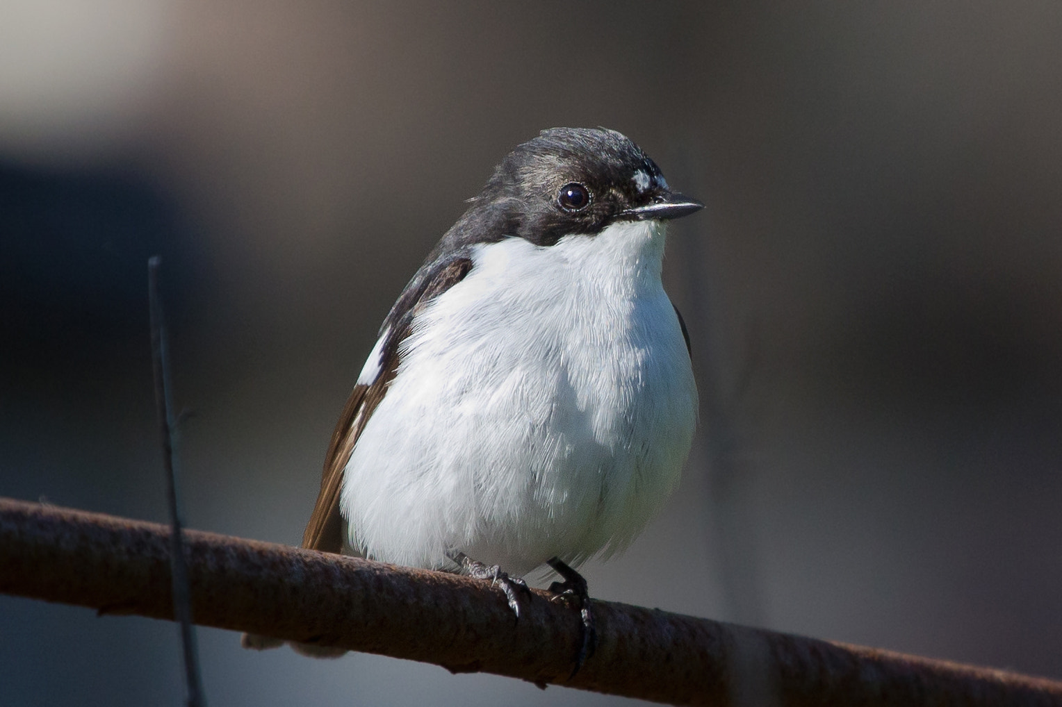 Canon EF 100-400mm F4.5-5.6L IS USM sample photo. European pied flycatcher photography