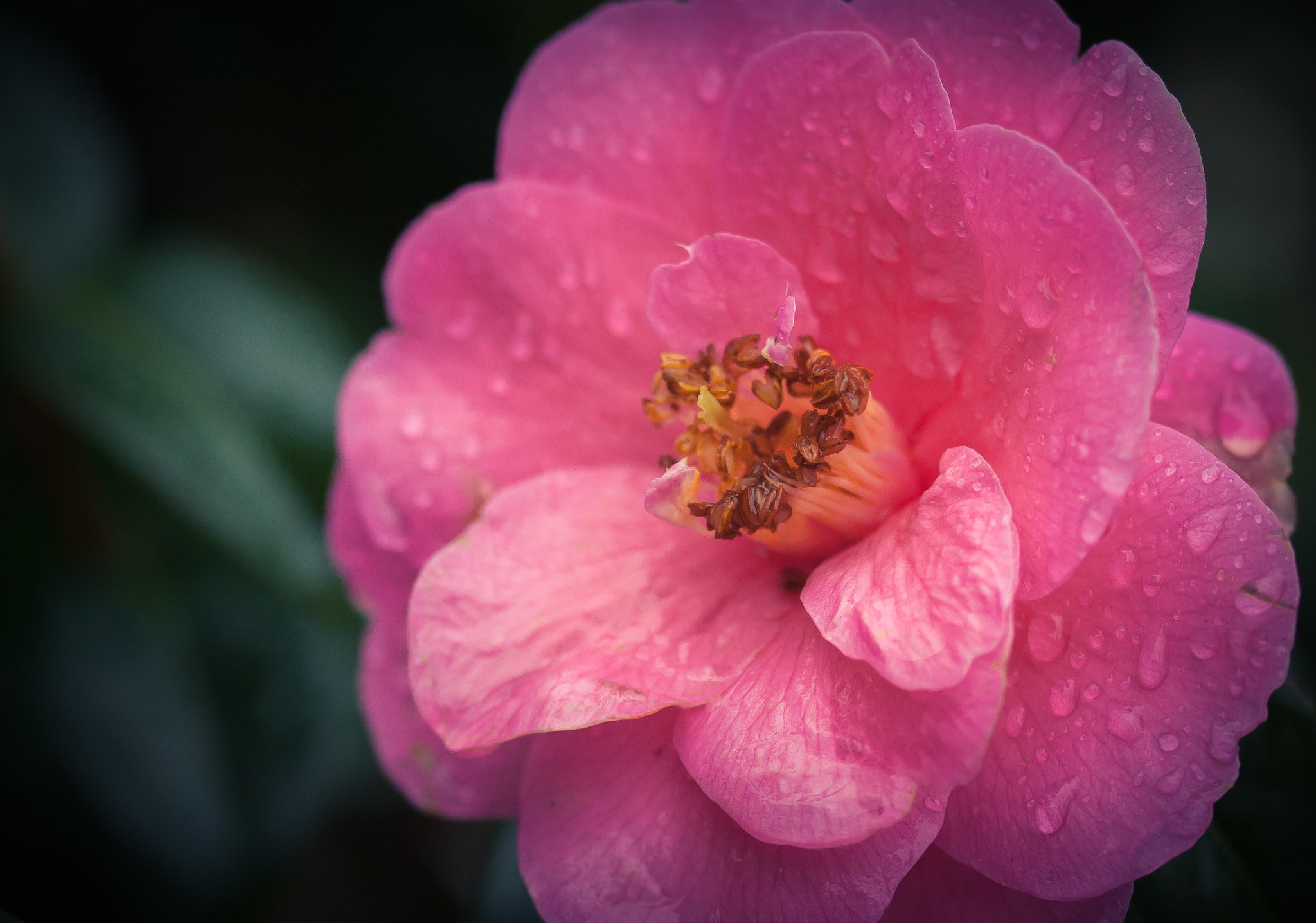 Canon EOS-1D Mark III sample photo. Pink rain photography