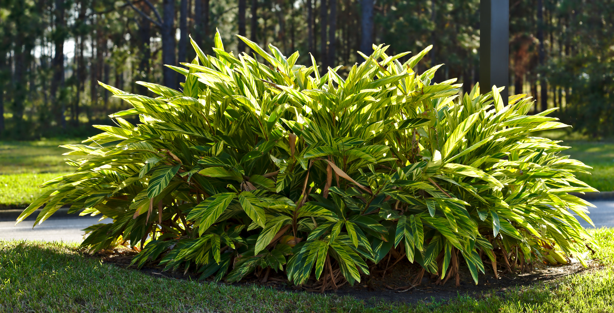 ZEISS Otus 85mm F1.4 sample photo. The afternoon sun playing in the leaves photography