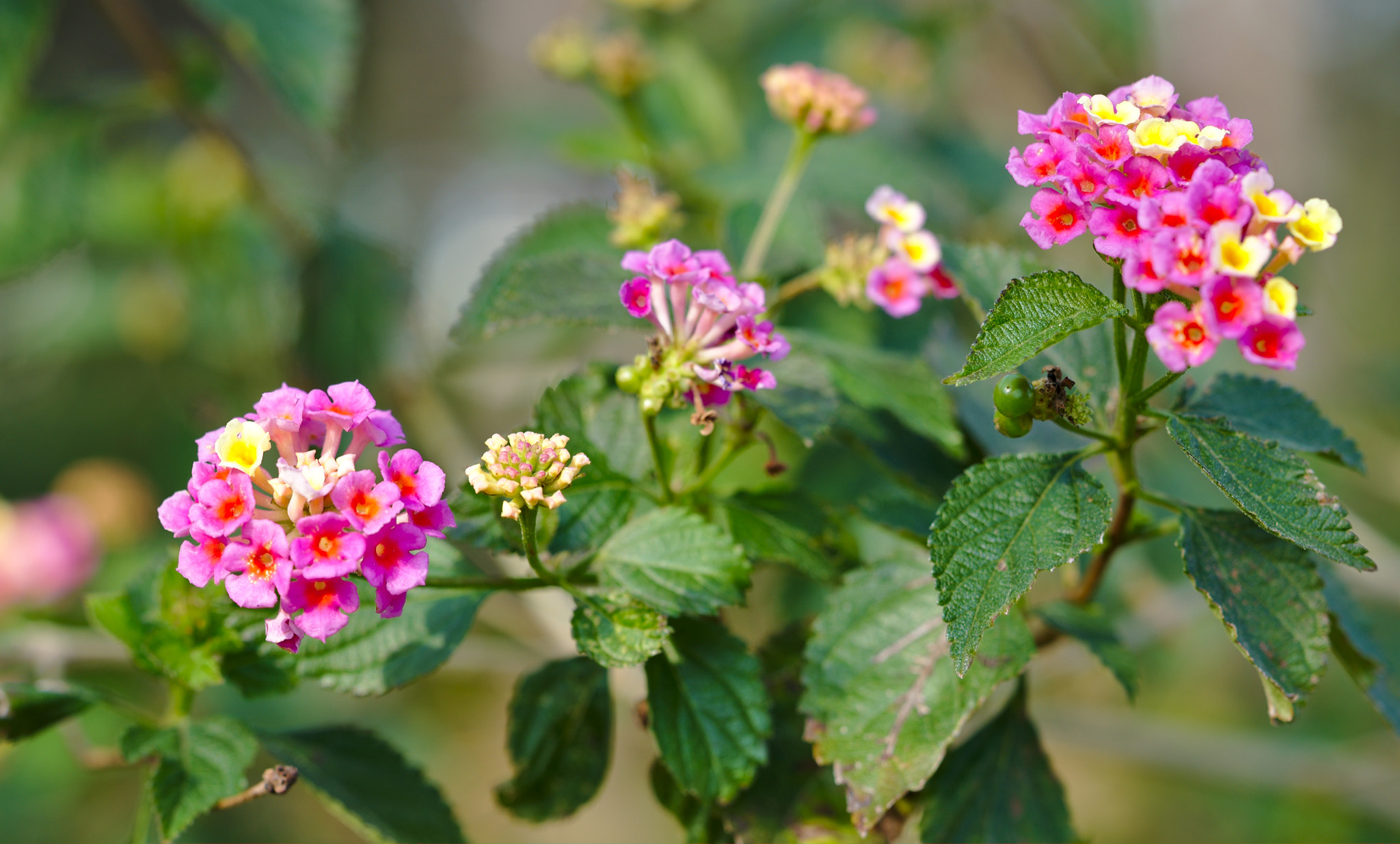 ZEISS Otus 85mm F1.4 sample photo. Flowering lantana camara photography
