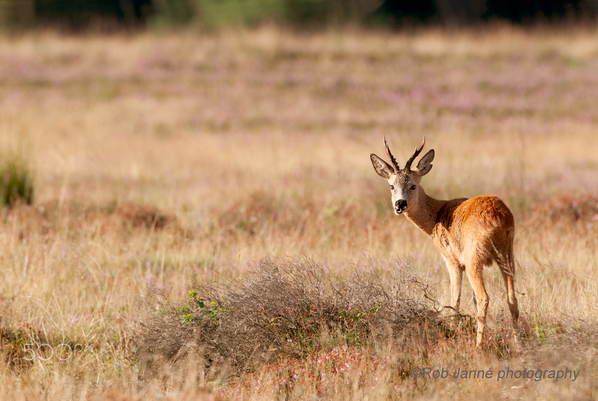 Nikon D300 + Nikon AF-S Nikkor 500mm F4G ED VR sample photo. Roebuck photography