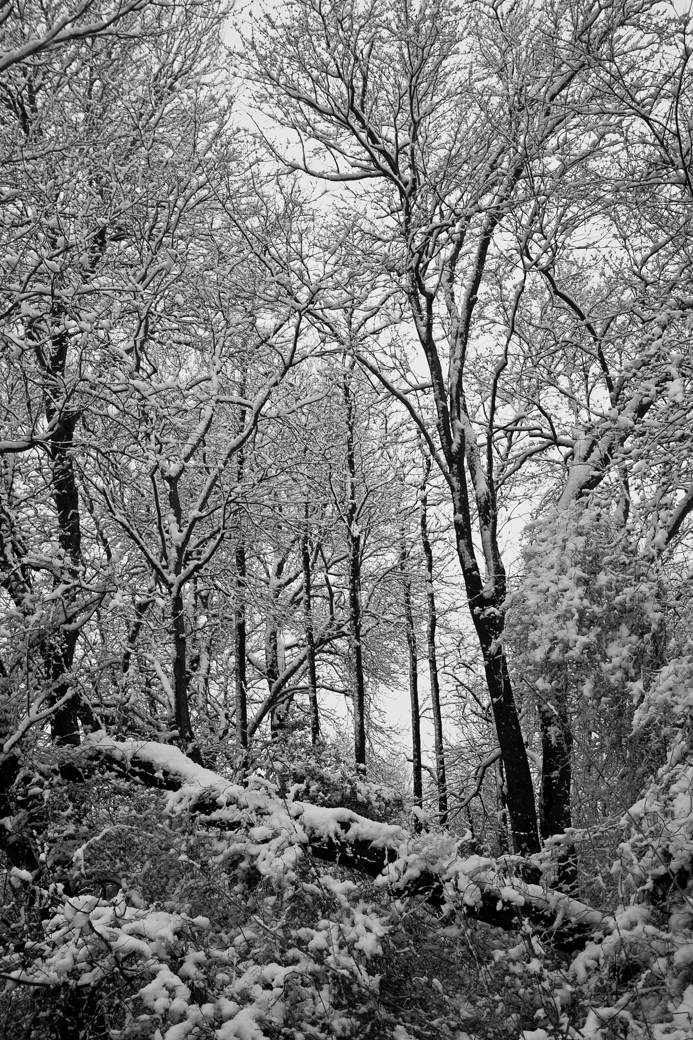 Canon EF-S 18-55mm F3.5-5.6 sample photo. Winter silence 3 photography