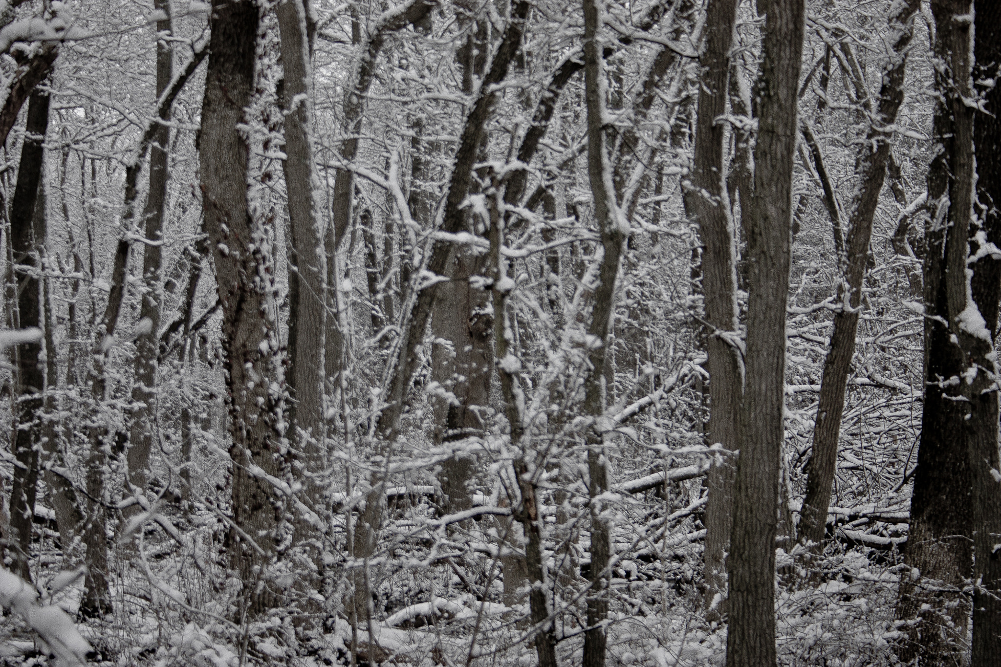 Canon EF-S 18-55mm F3.5-5.6 sample photo. Winter silence 1 photography