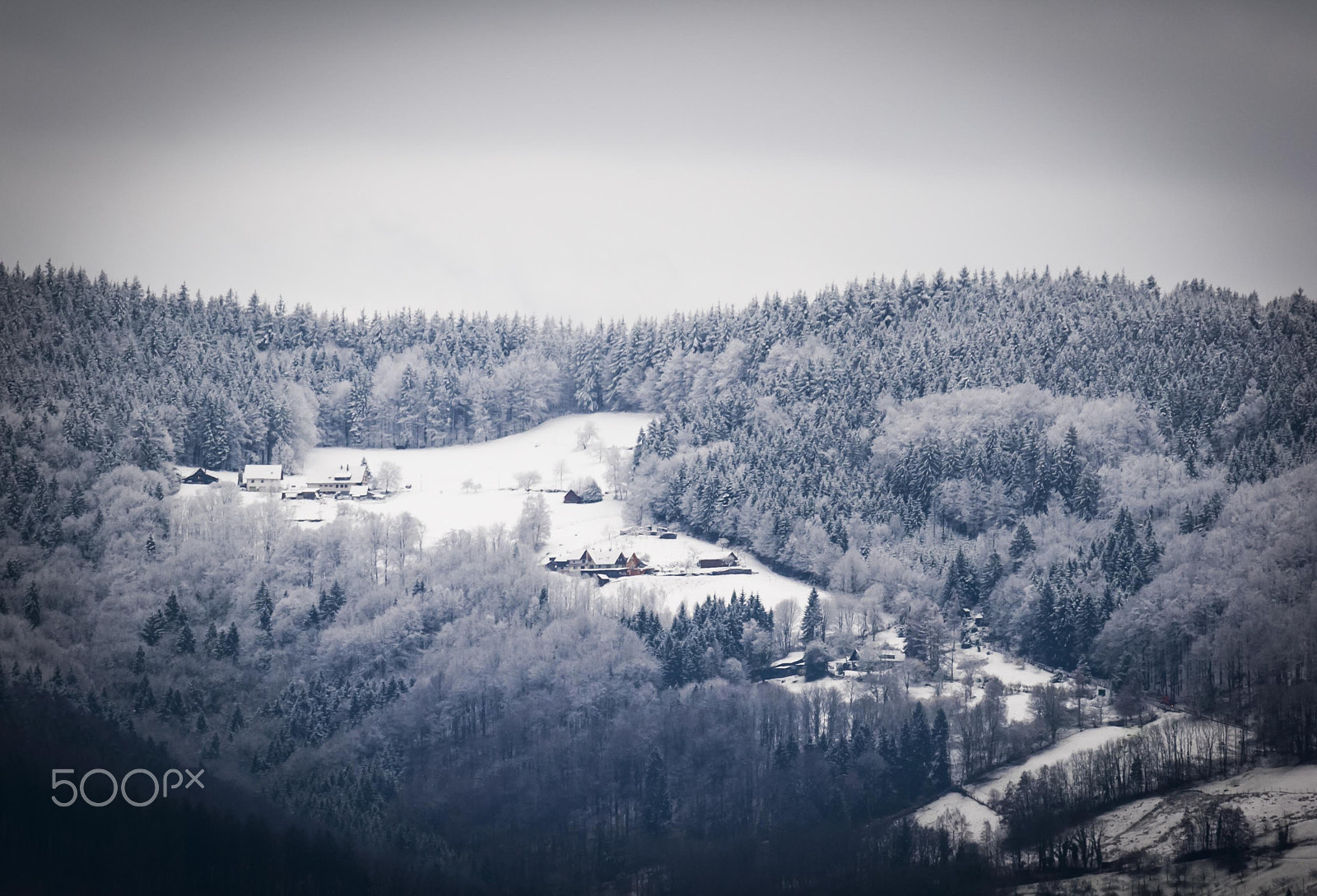 Sigma 150-600mm F5-6.3 DG OS HSM | S sample photo. Black "blue" forest photography