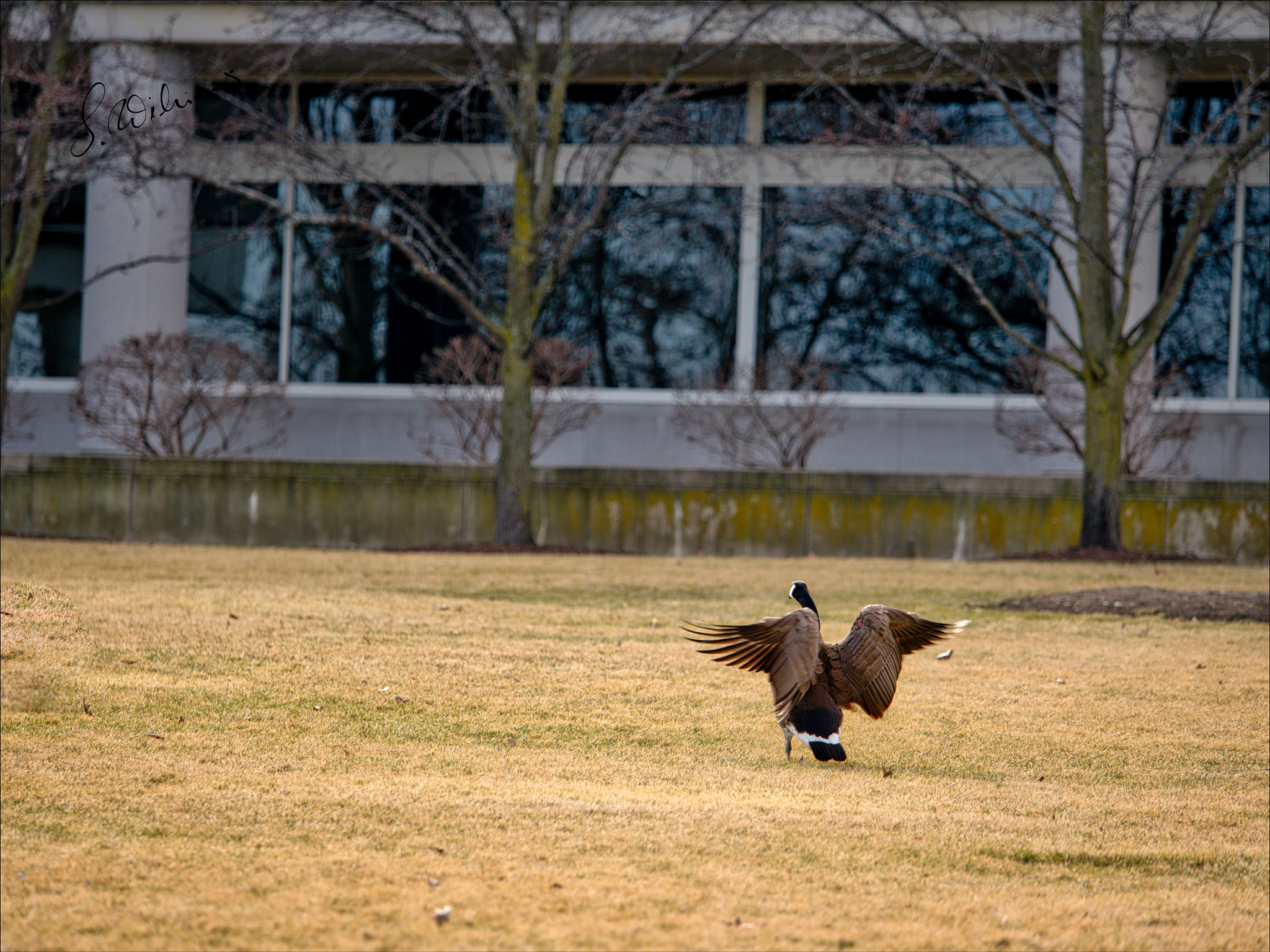 Panasonic Lumix DMC-GX8 + Olympus M.Zuiko Digital ED 40-150mm F2.8 Pro sample photo. Geese photography