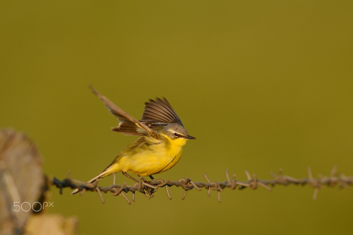 Nikon AF-S Nikkor 300mm F2.8G ED-IF VR sample photo. Fakir photography