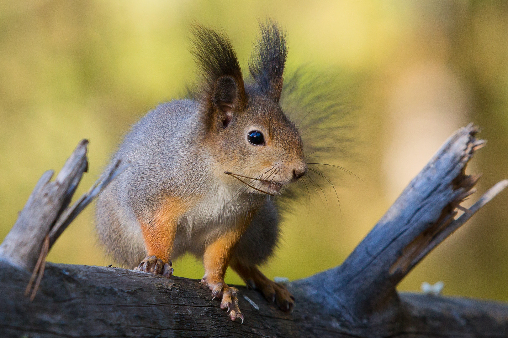 Canon EF 100-400mm F4.5-5.6L IS USM sample photo. Squirrels photography