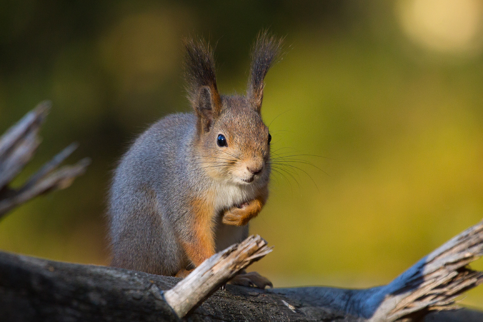 Canon EF 100-400mm F4.5-5.6L IS USM sample photo. Squirrel photography