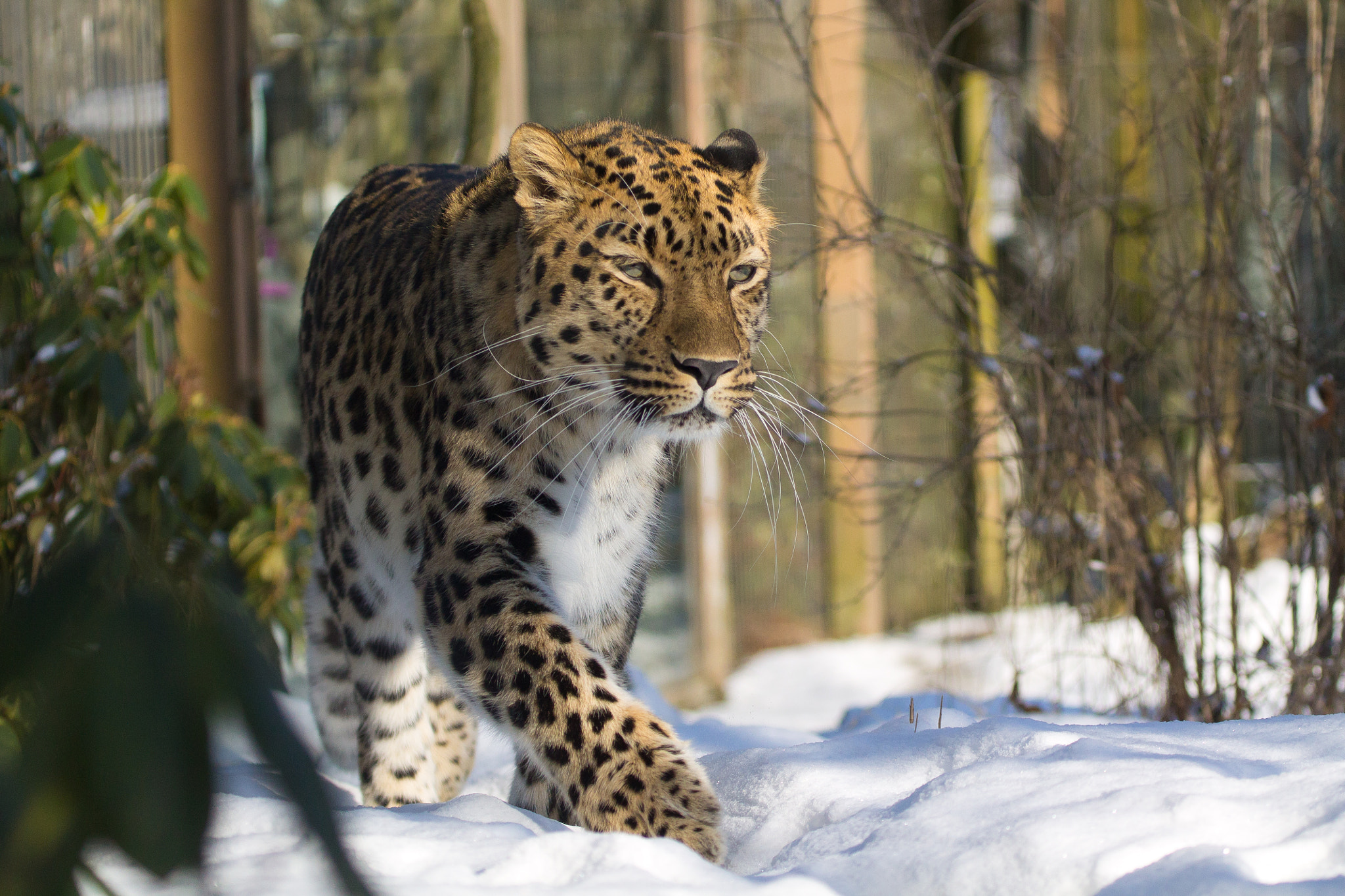 Canon EF 100-400mm F4.5-5.6L IS USM sample photo. Amur leopard walking photography