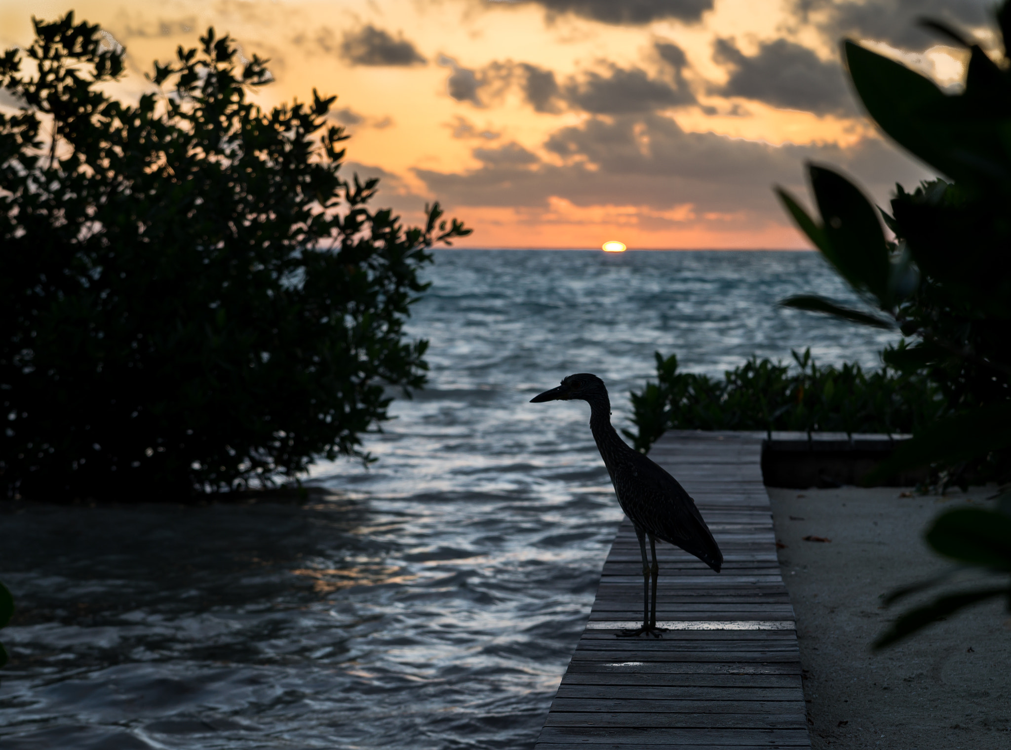 Sony SLT-A57 + Tamron SP 24-70mm F2.8 Di VC USD sample photo. Sunrise and the bird - caye caulker photography