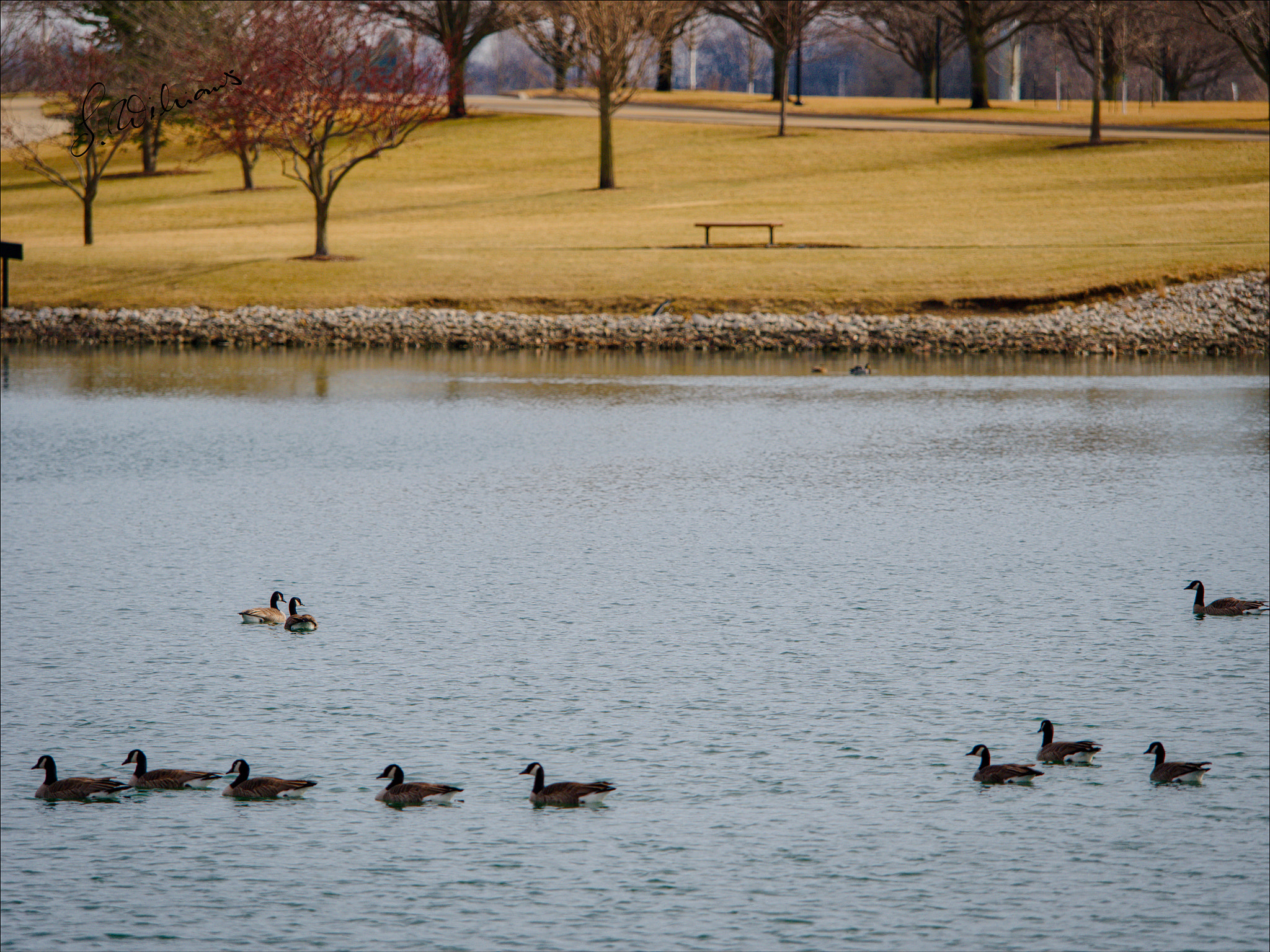 Panasonic Lumix DMC-GX8 + Olympus M.Zuiko Digital ED 40-150mm F2.8 Pro sample photo. Ducks photography