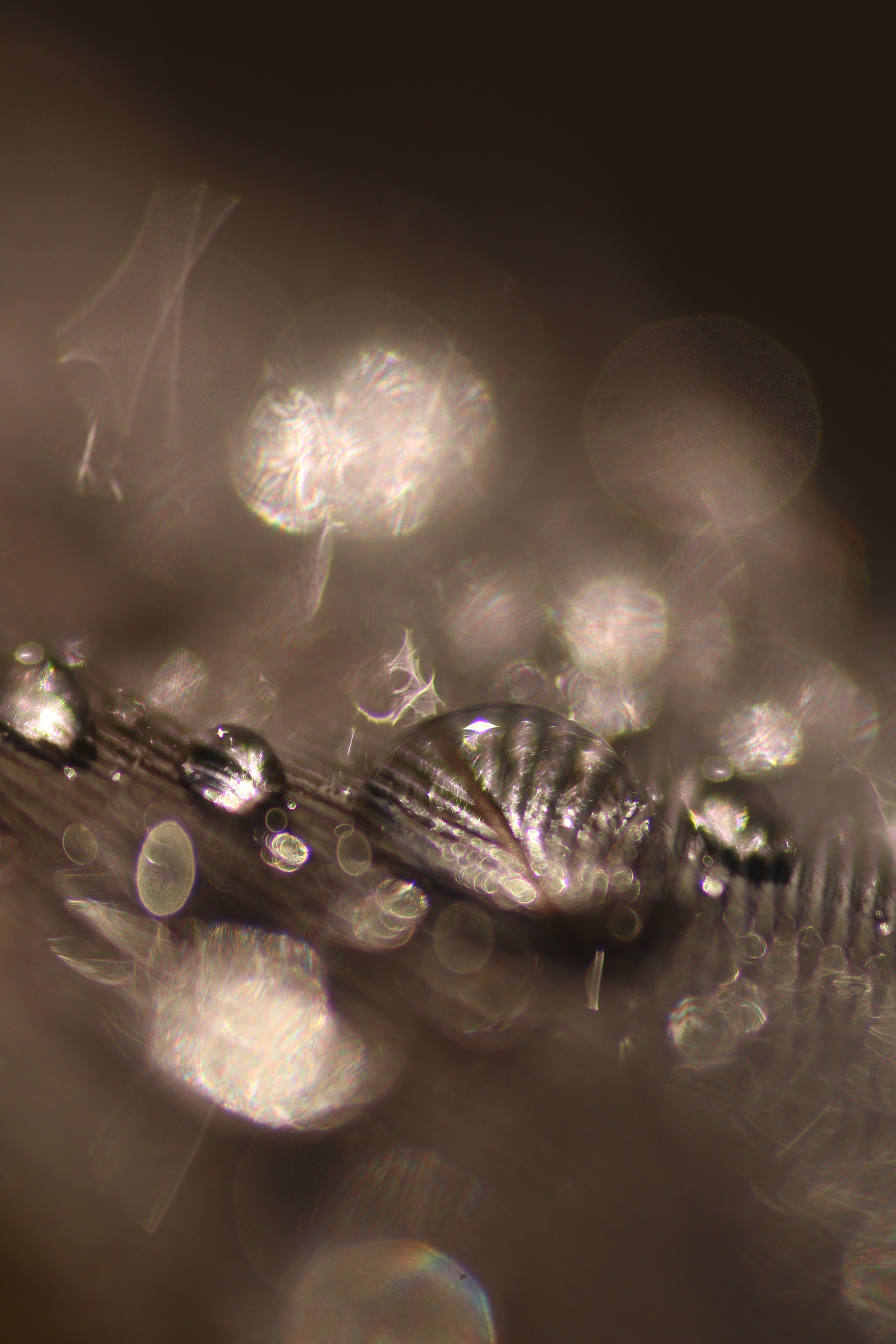 Canon EOS 70D + Sigma 105mm F2.8 EX DG Macro sample photo. Silver rain photography