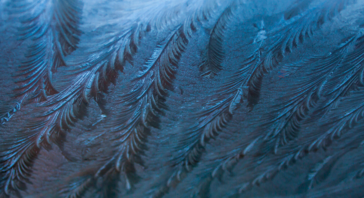 Canon EF-S 18-55mm F3.5-5.6 sample photo. Frosty photography
