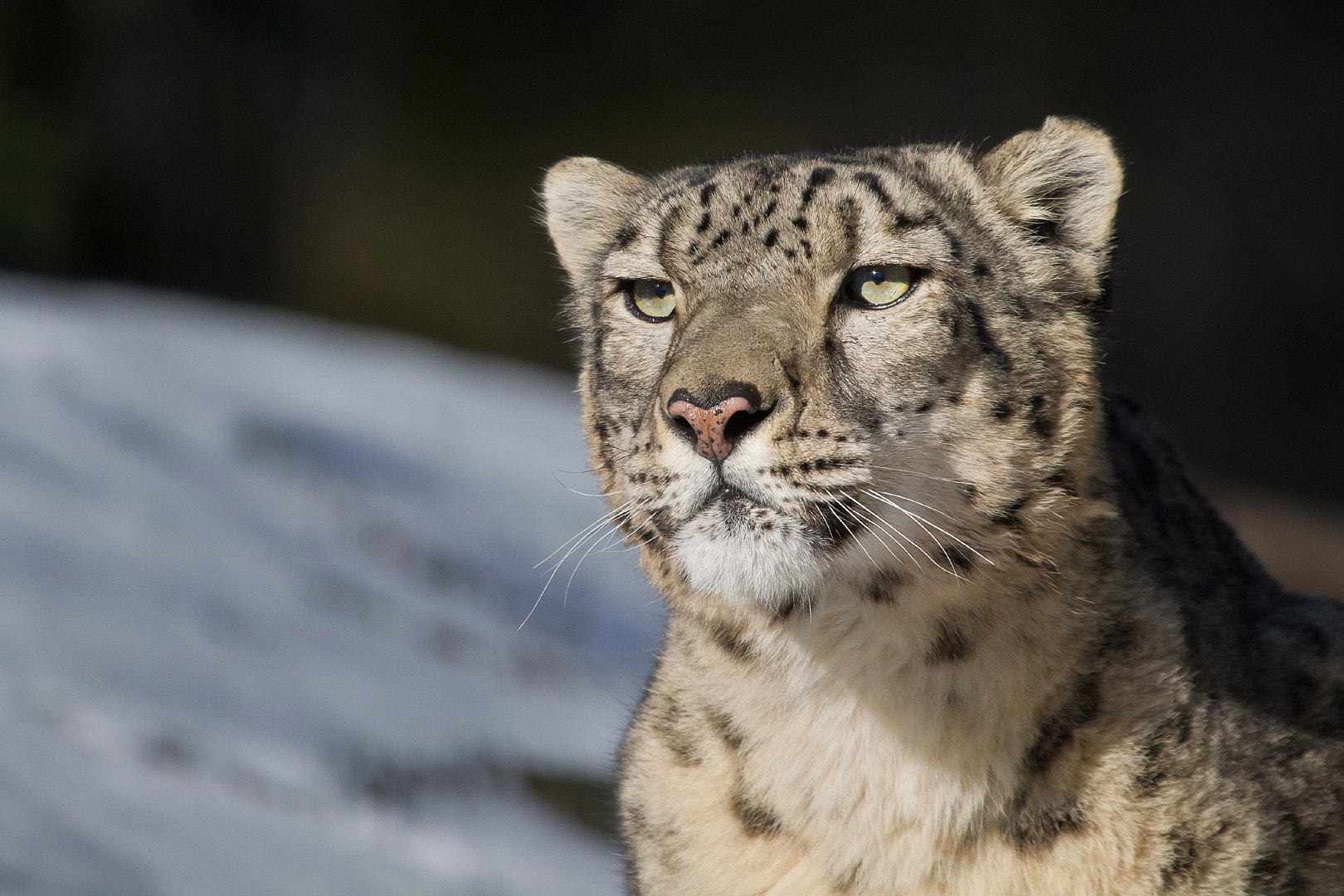 Canon EF 100-400mm F4.5-5.6L IS USM sample photo. Gallant snow leopard photography