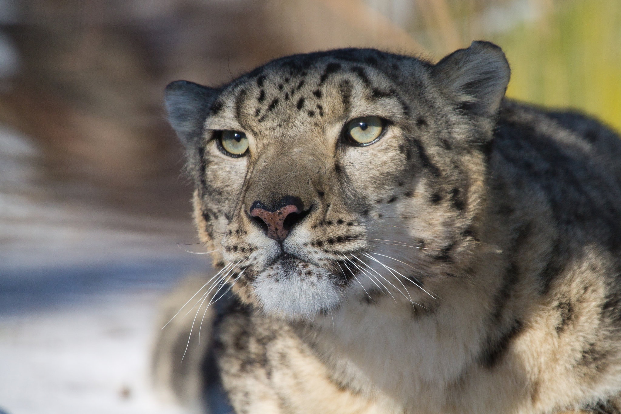 Canon EF 100-400mm F4.5-5.6L IS USM sample photo. Snow leopard prowling photography