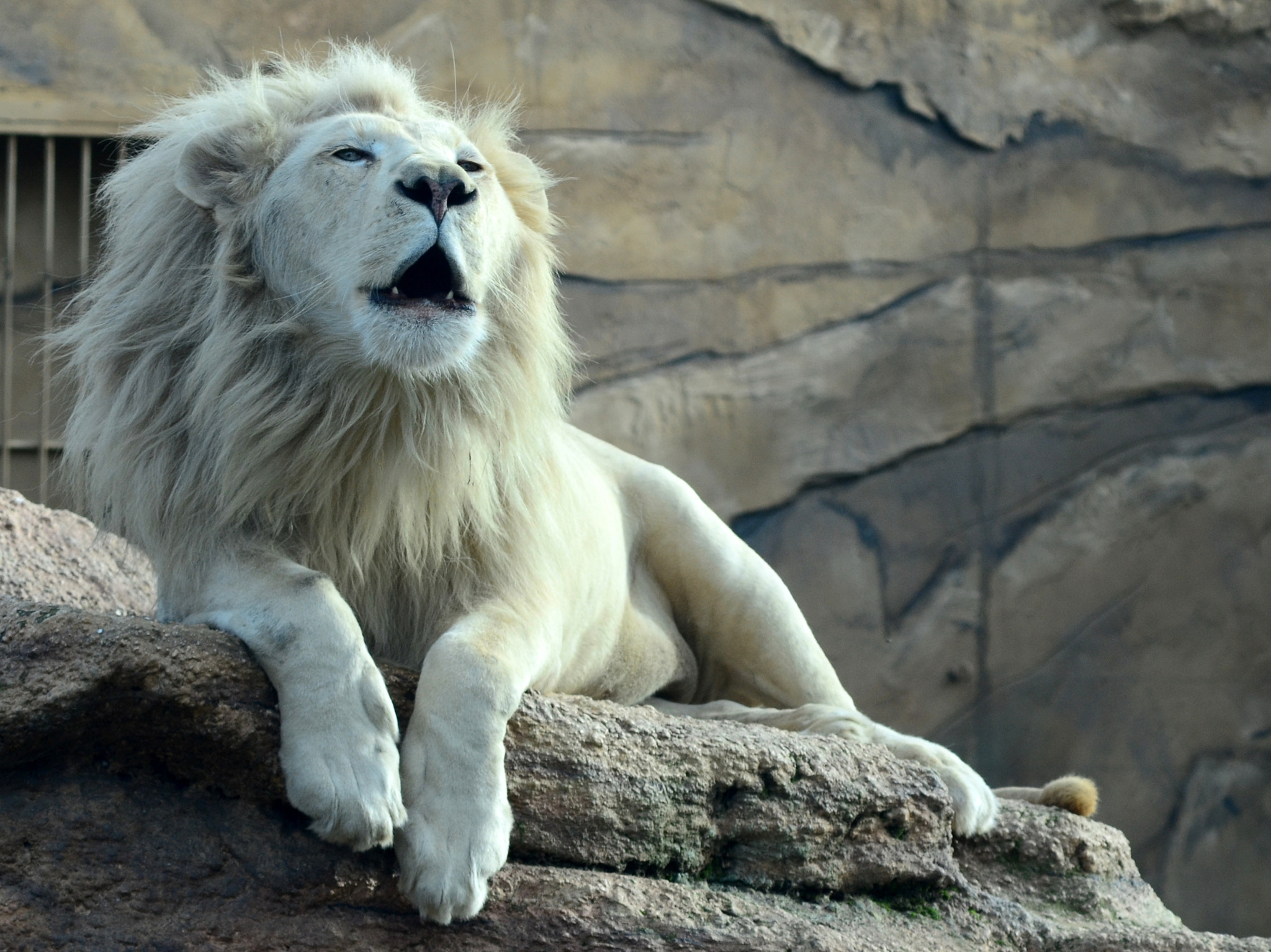 Manual Lens No CPU sample photo. White lion photography