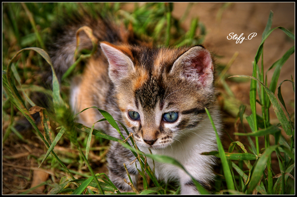 Pentax K100D Super sample photo. Wild photography