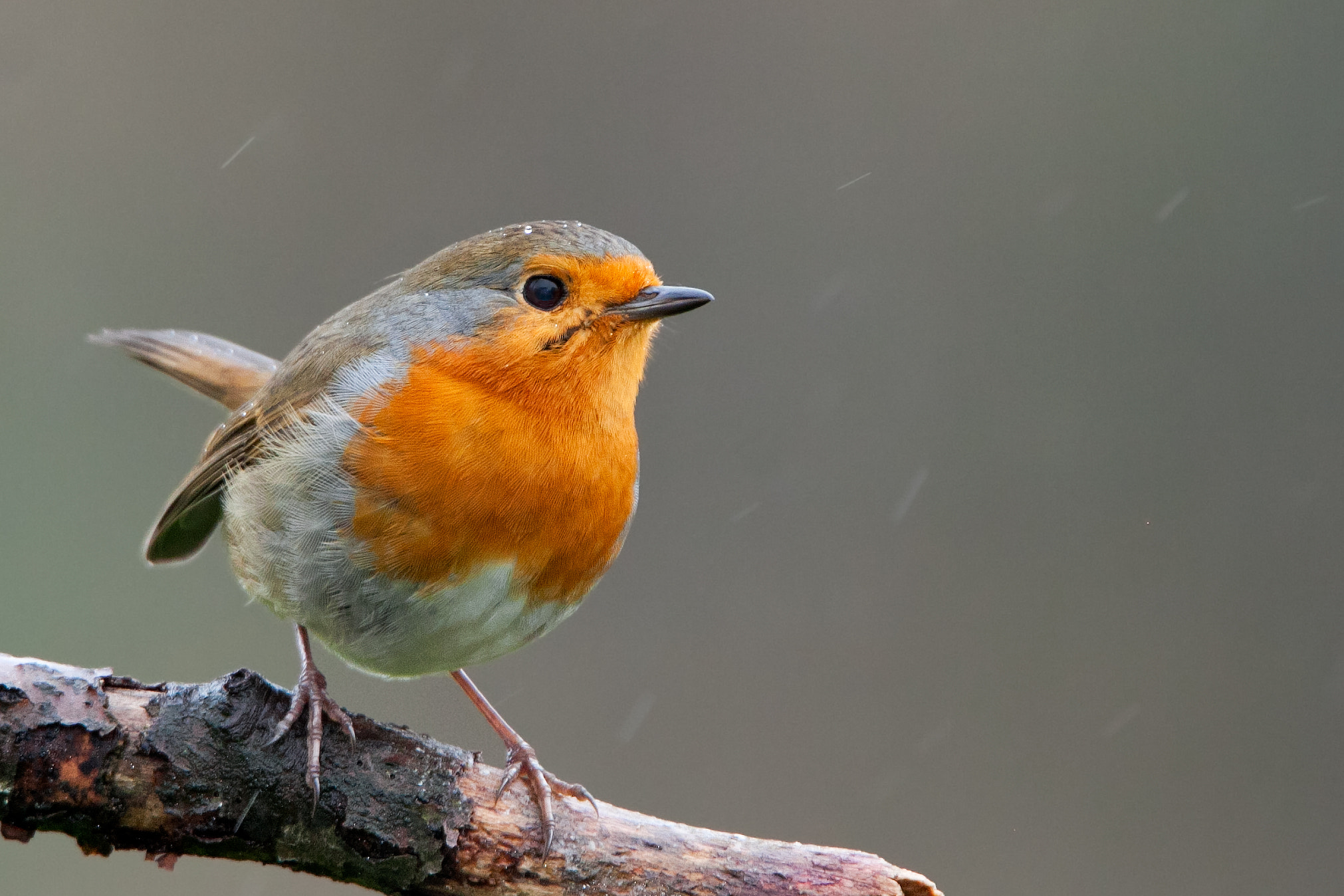 Tamron SP 150-600mm F5-6.3 Di VC USD sample photo. Robin / roodborst photography