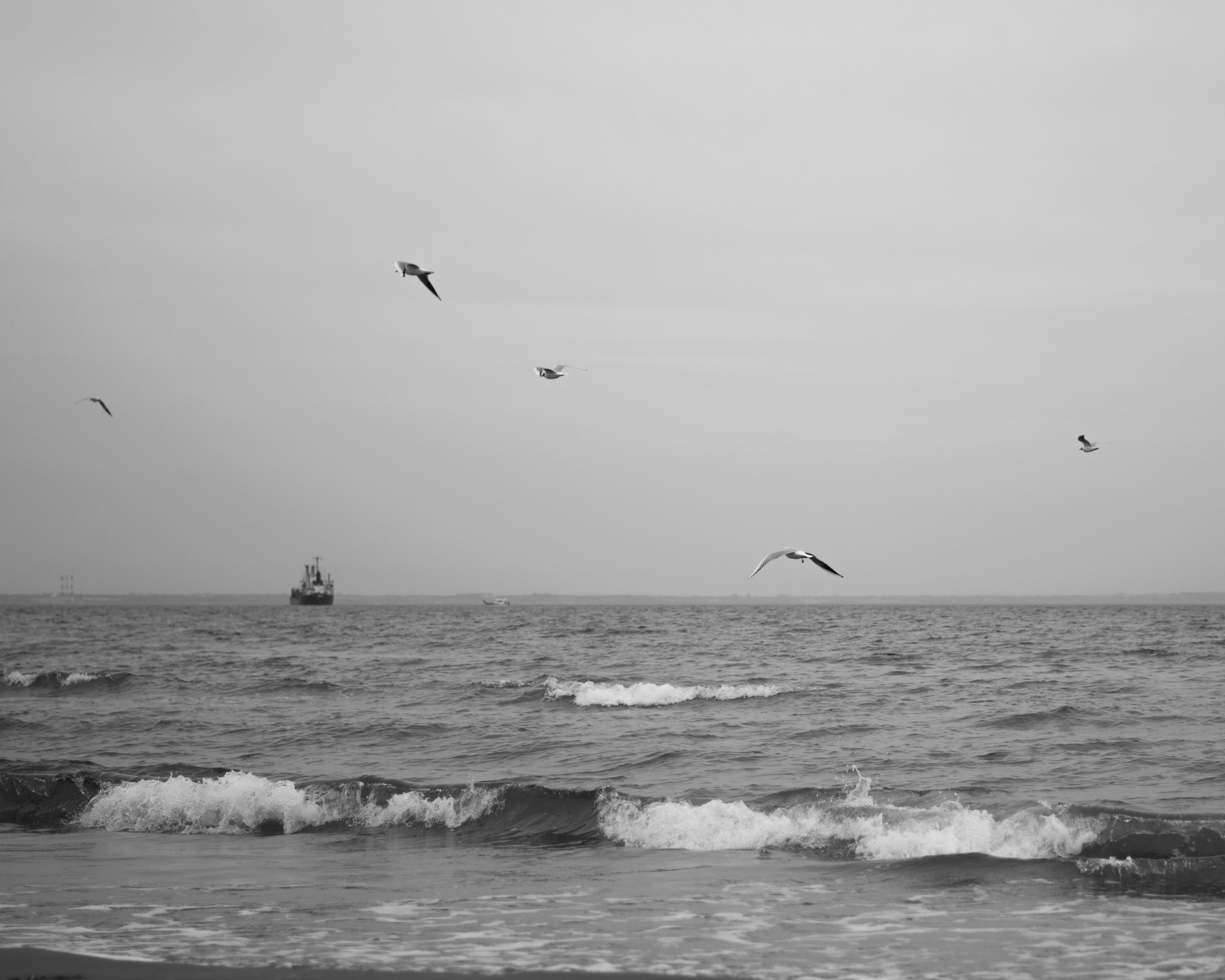 Sony Alpha DSLR-A700 + MACRO 50mm F2.8 sample photo. Seagulls photography