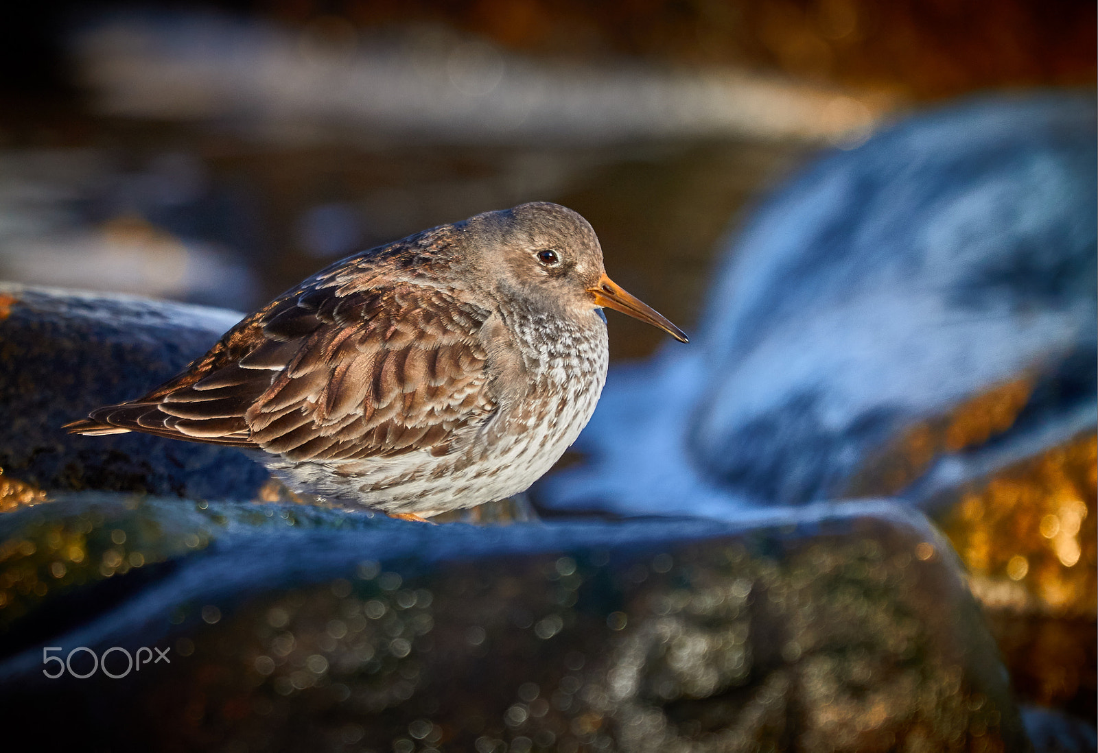 Canon EF 100-400mm F4.5-5.6L IS USM sample photo. Purple sand piper photography
