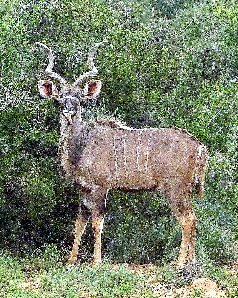 Panasonic DMC-ZS3 sample photo. Kudu.......... photography