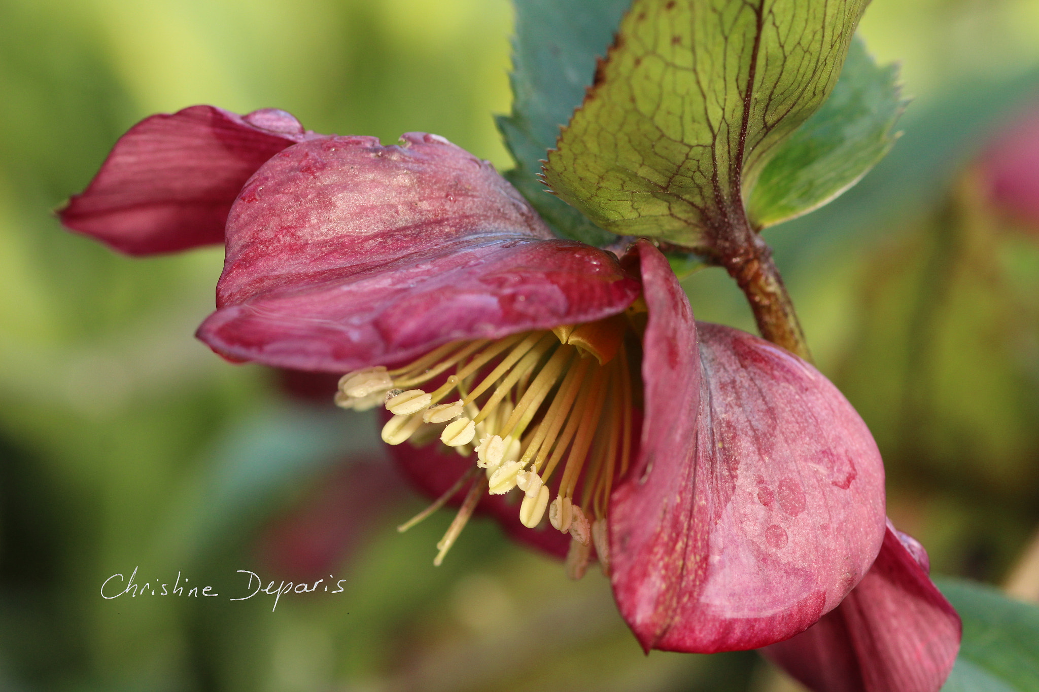 Canon EOS 700D (EOS Rebel T5i / EOS Kiss X7i) + Canon EF 100mm F2.8 Macro USM sample photo. Hellebore after rain photography