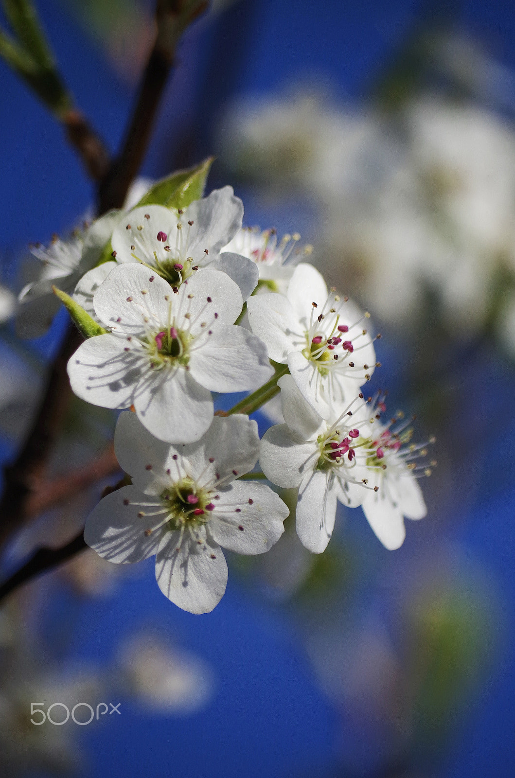 Pentax K-30 + Pentax smc DA 50-200mm F4-5.6 ED WR sample photo. Spring flowerdev photography