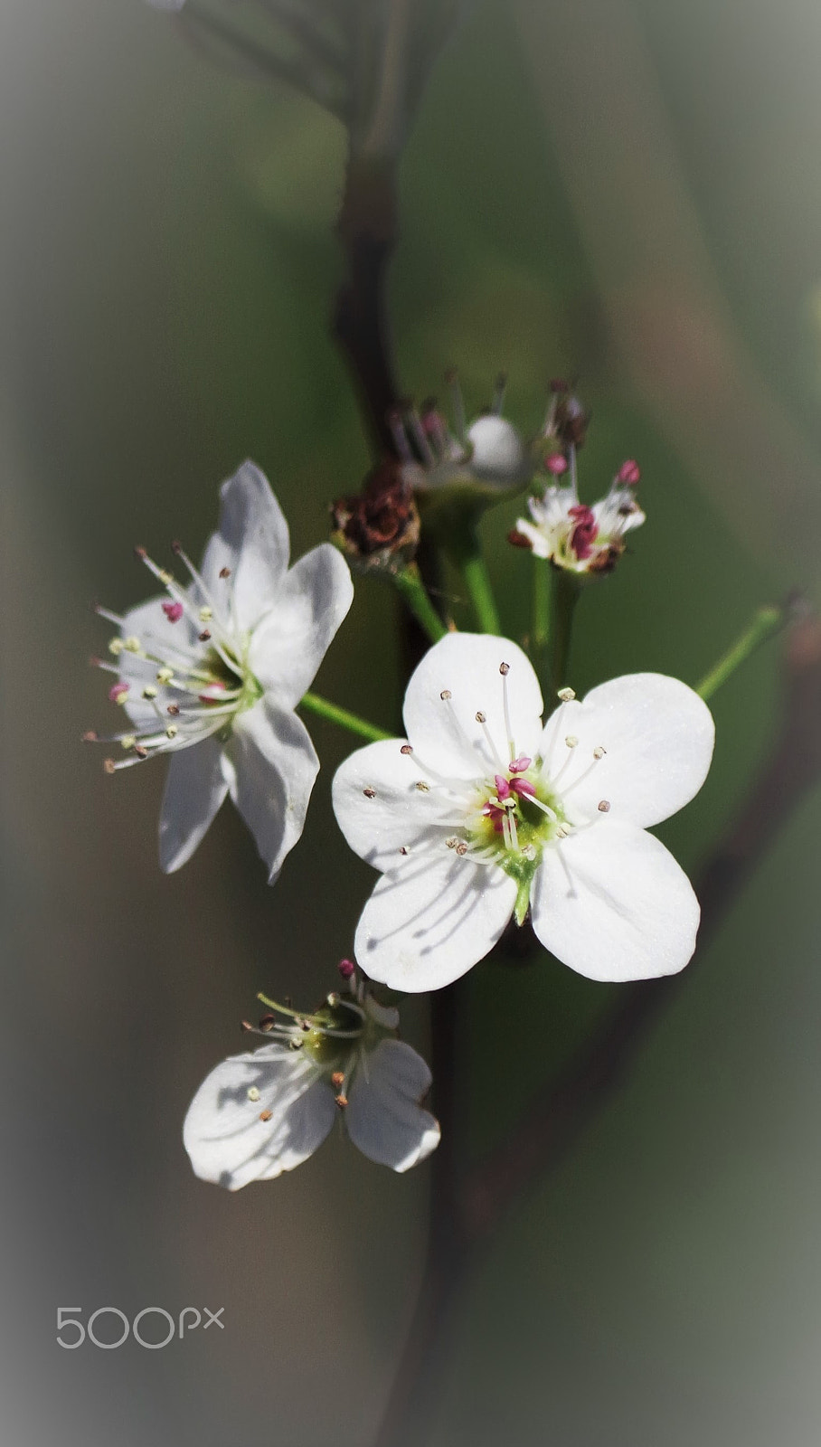 Pentax K-30 sample photo. Spring flowerdev () photography