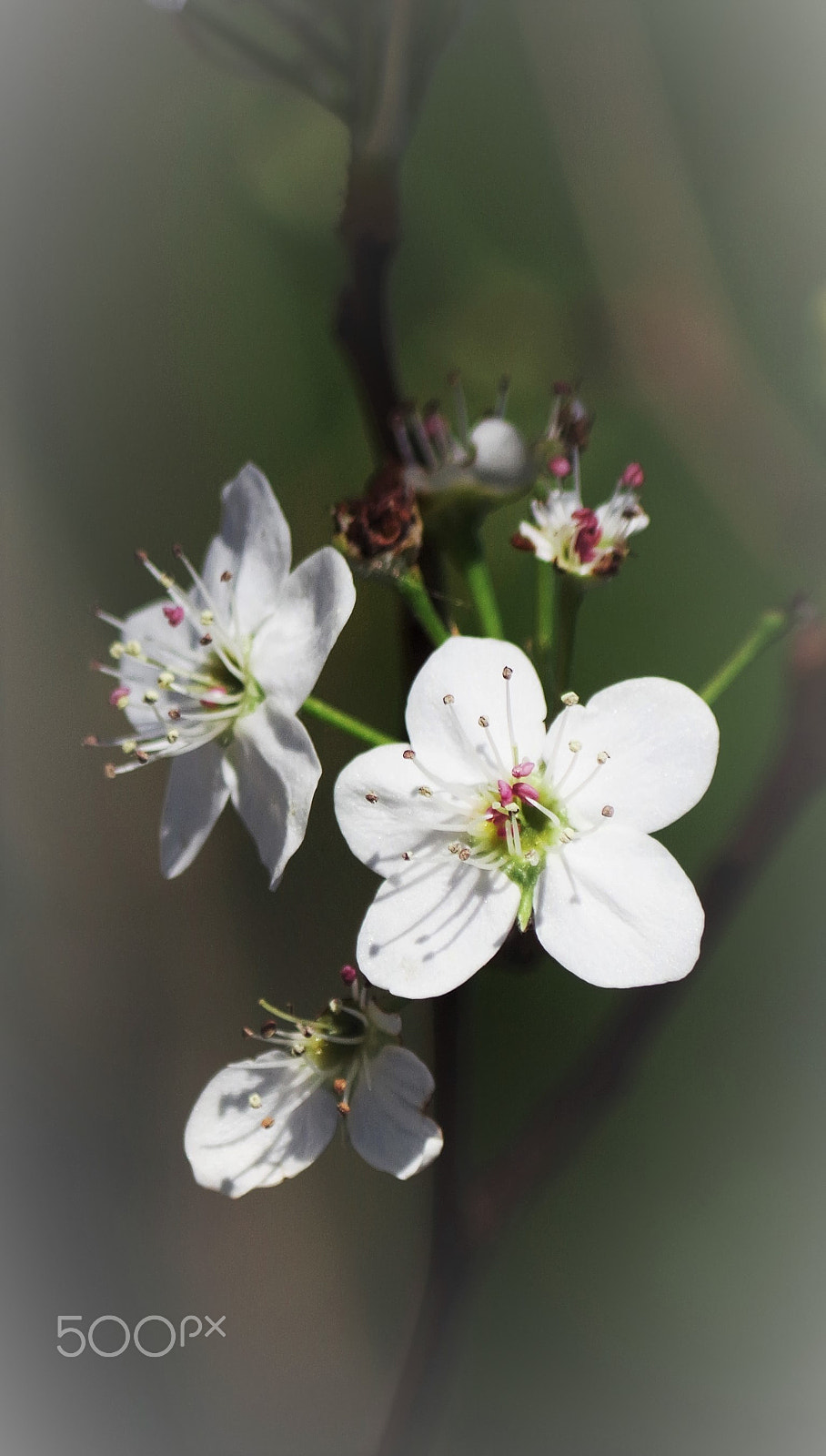 Pentax smc DA 50-200mm F4-5.6 ED WR sample photo. Spring flowerdev () photography