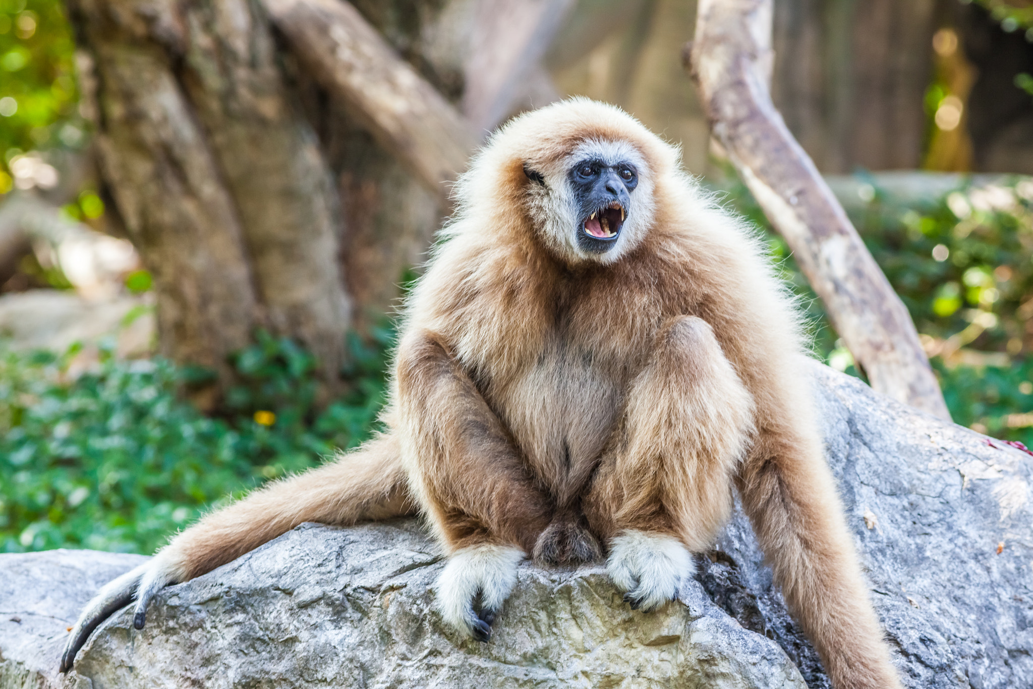 Canon EOS 5D Mark II + Canon EF 400mm F5.6L USM sample photo. Northern white cheeked gibbon photography