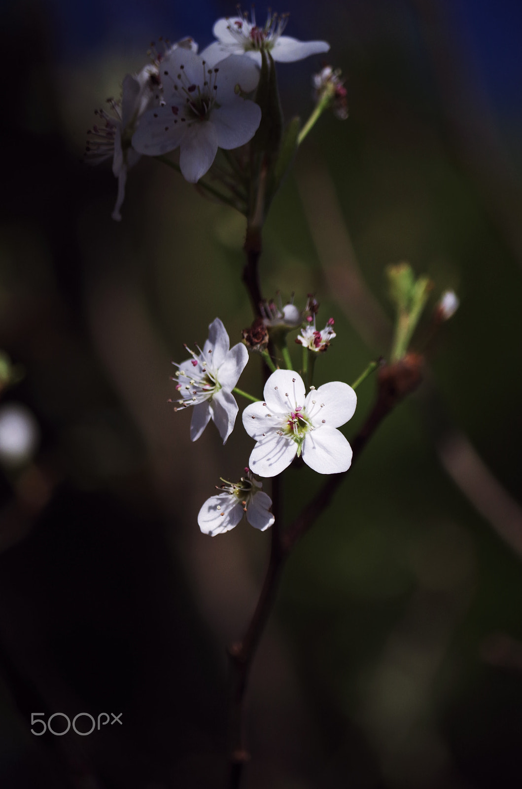Pentax smc DA 50-200mm F4-5.6 ED WR sample photo. Spring flowerdev photography