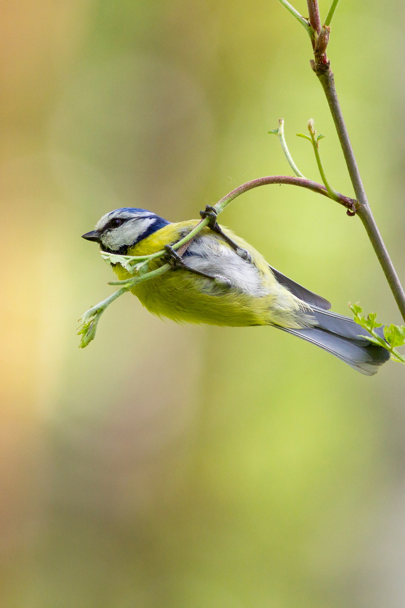 Canon EOS 550D (EOS Rebel T2i / EOS Kiss X4) + Canon EF 300mm F4L IS USM sample photo. Eurasian blue tit photography